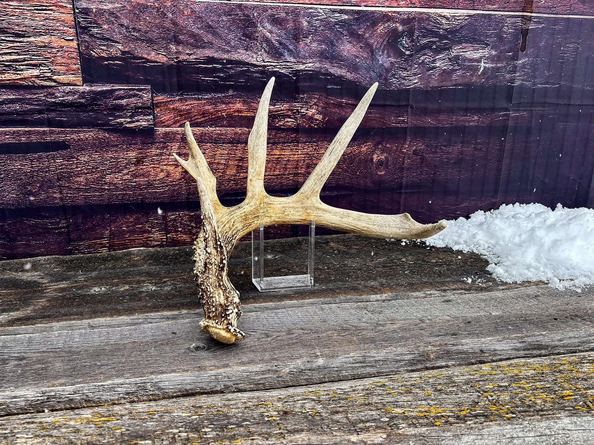 Decor Antlers! Large White-tailed deer Antler. 6-point buck. Crafting, decor and more!