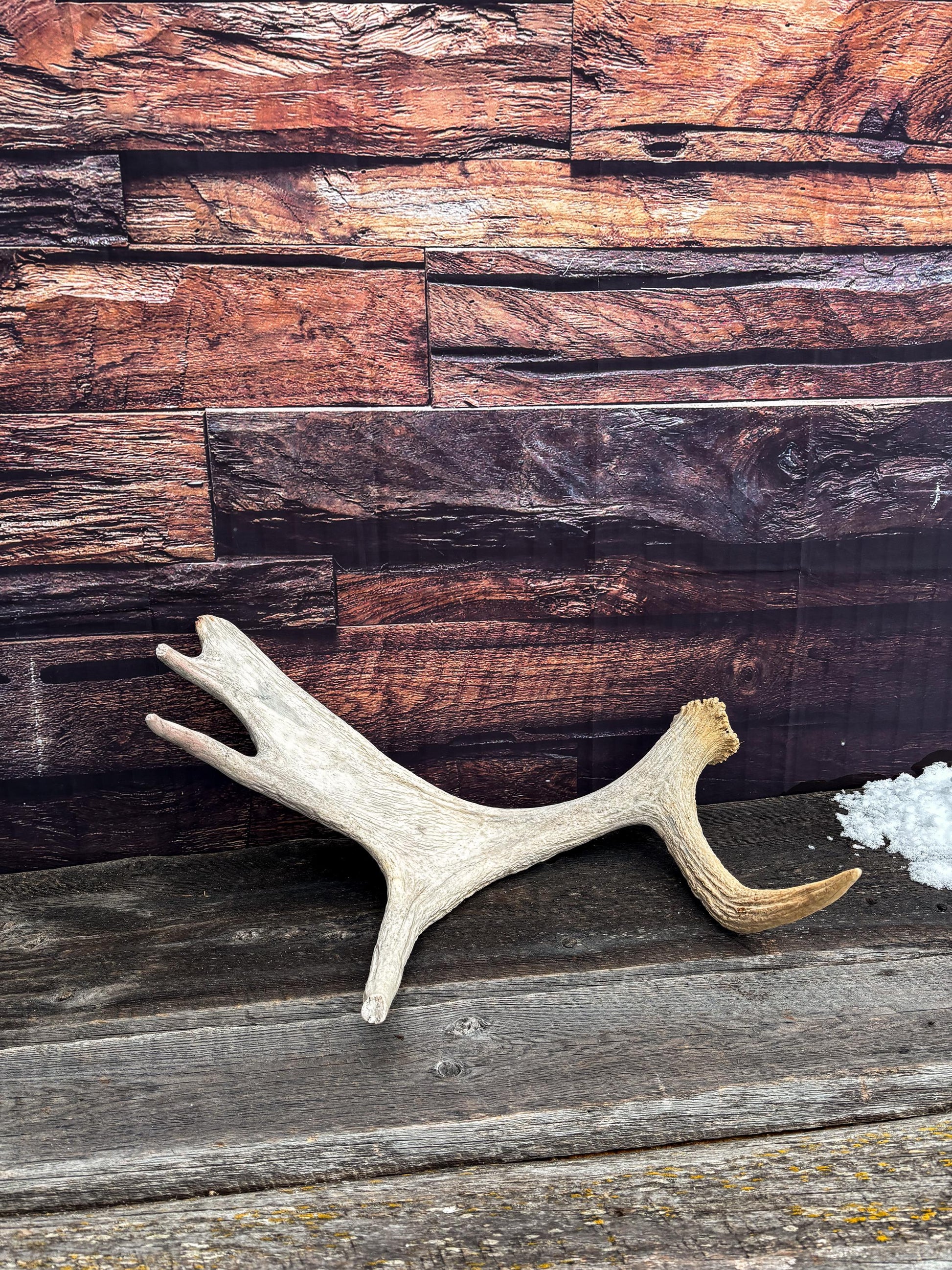 Moose Shed Antler. Medium sized wild moose antler. Decor, crafting and more!