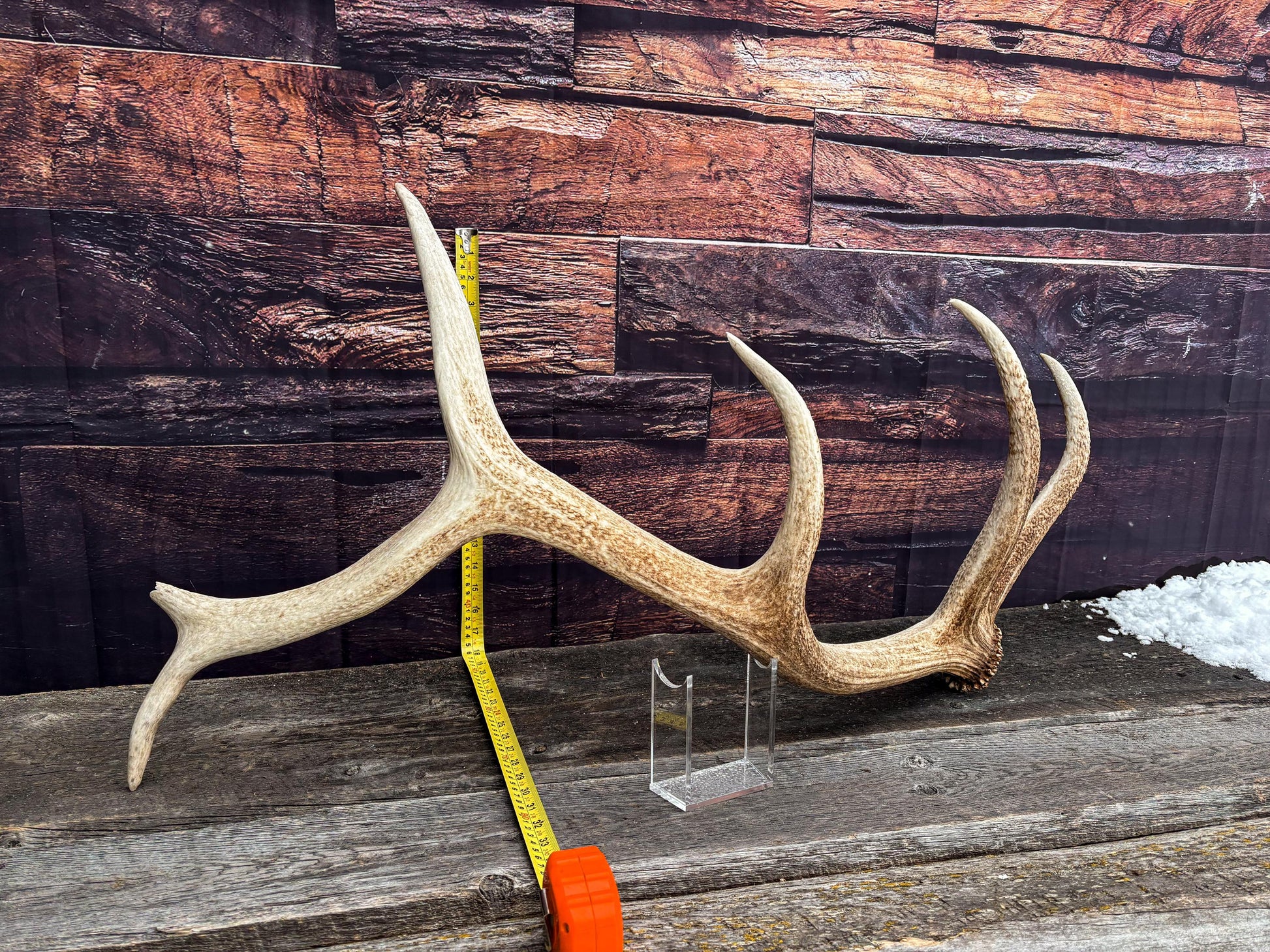 Antler from a Wild Canadian Bull Elk! Home and Cabin Decor, Crafting and Table Centerpiece.