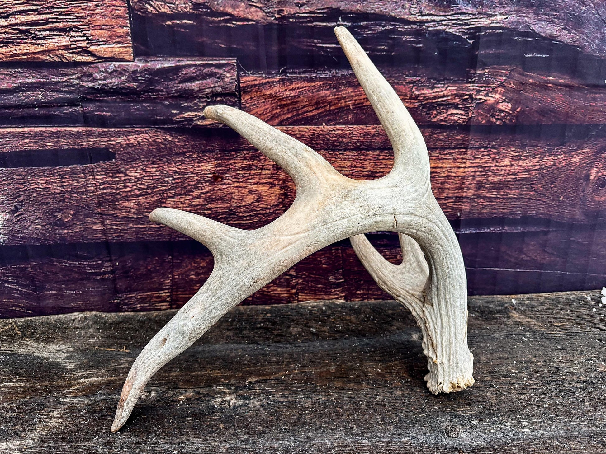 Large White-tailed deer Antler. Huge 6 point antler. Crafting, decor and more!