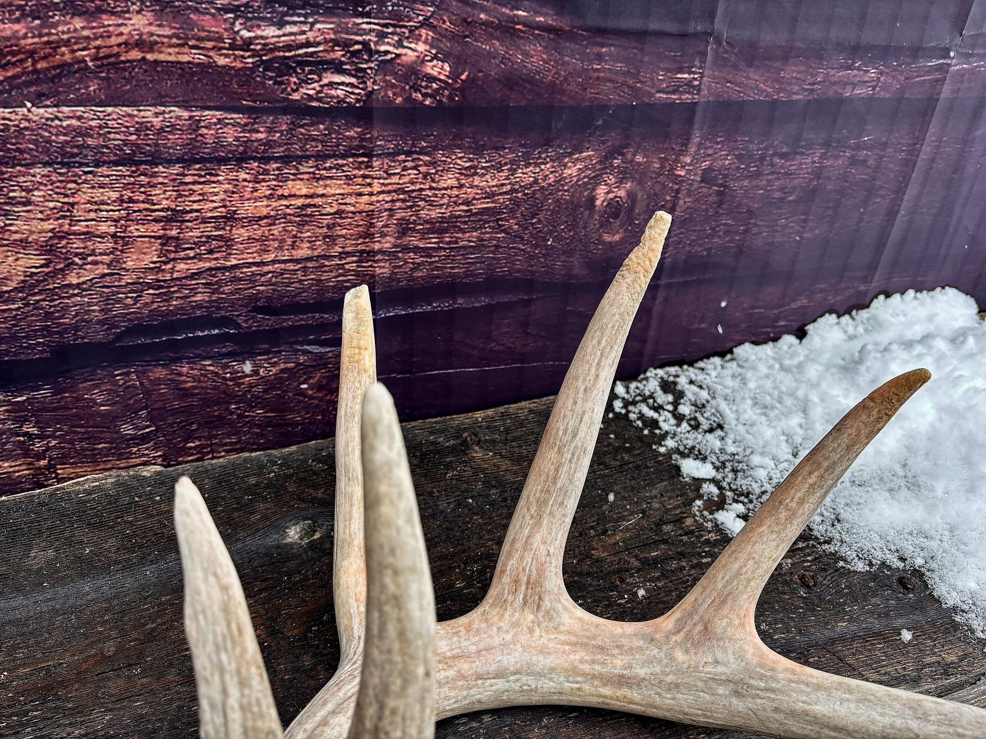 Large White-tailed deer Antler. Huge 6 point antler. Crafting, decor and more!