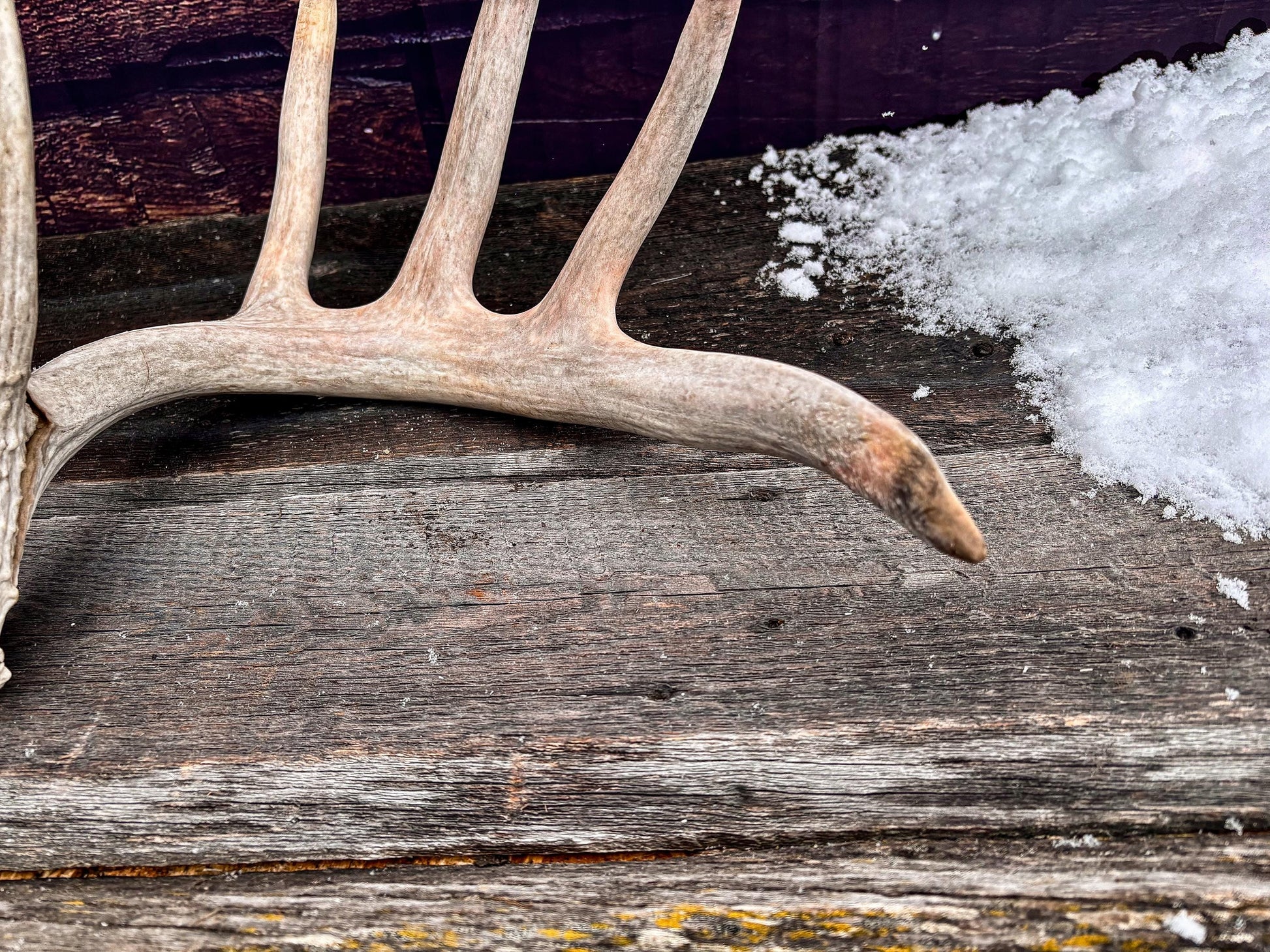 Large White-tailed deer Antler. Huge 6 point antler. Crafting, decor and more!