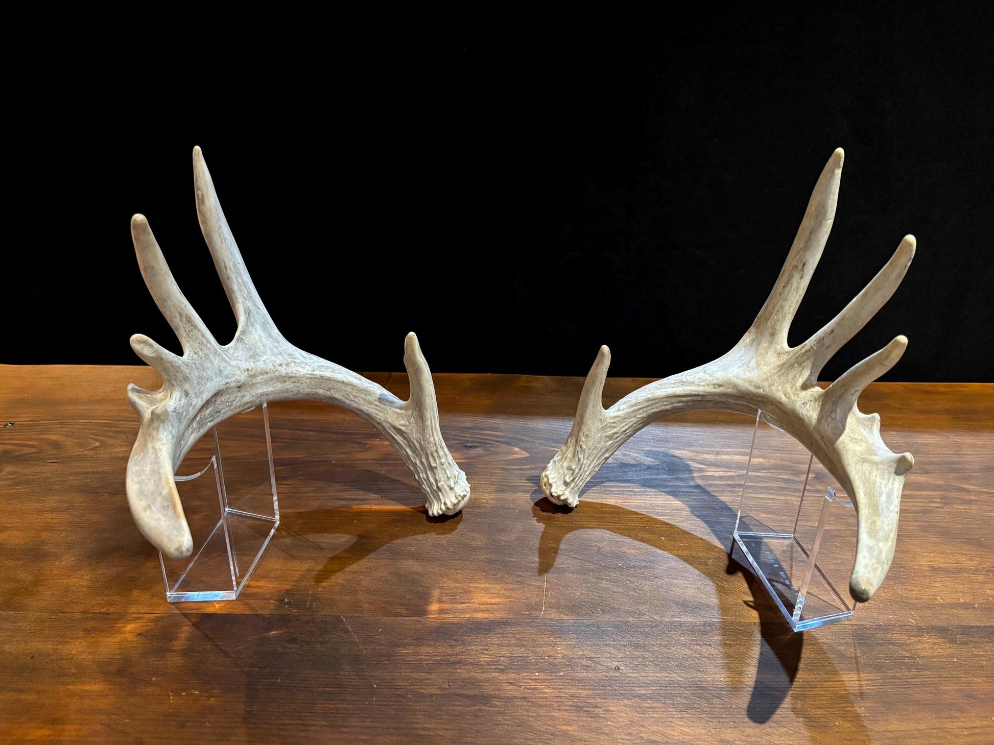 Large Whitetailed Deer Antlers - Fresh White-tailed deer matching set. Decor Crafting and More