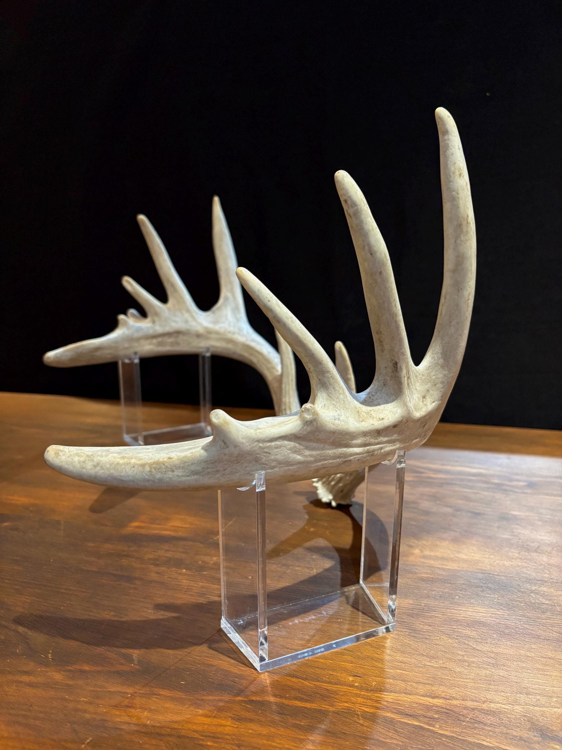 Large Whitetailed Deer Antlers - Fresh White-tailed deer matching set. Decor Crafting and More
