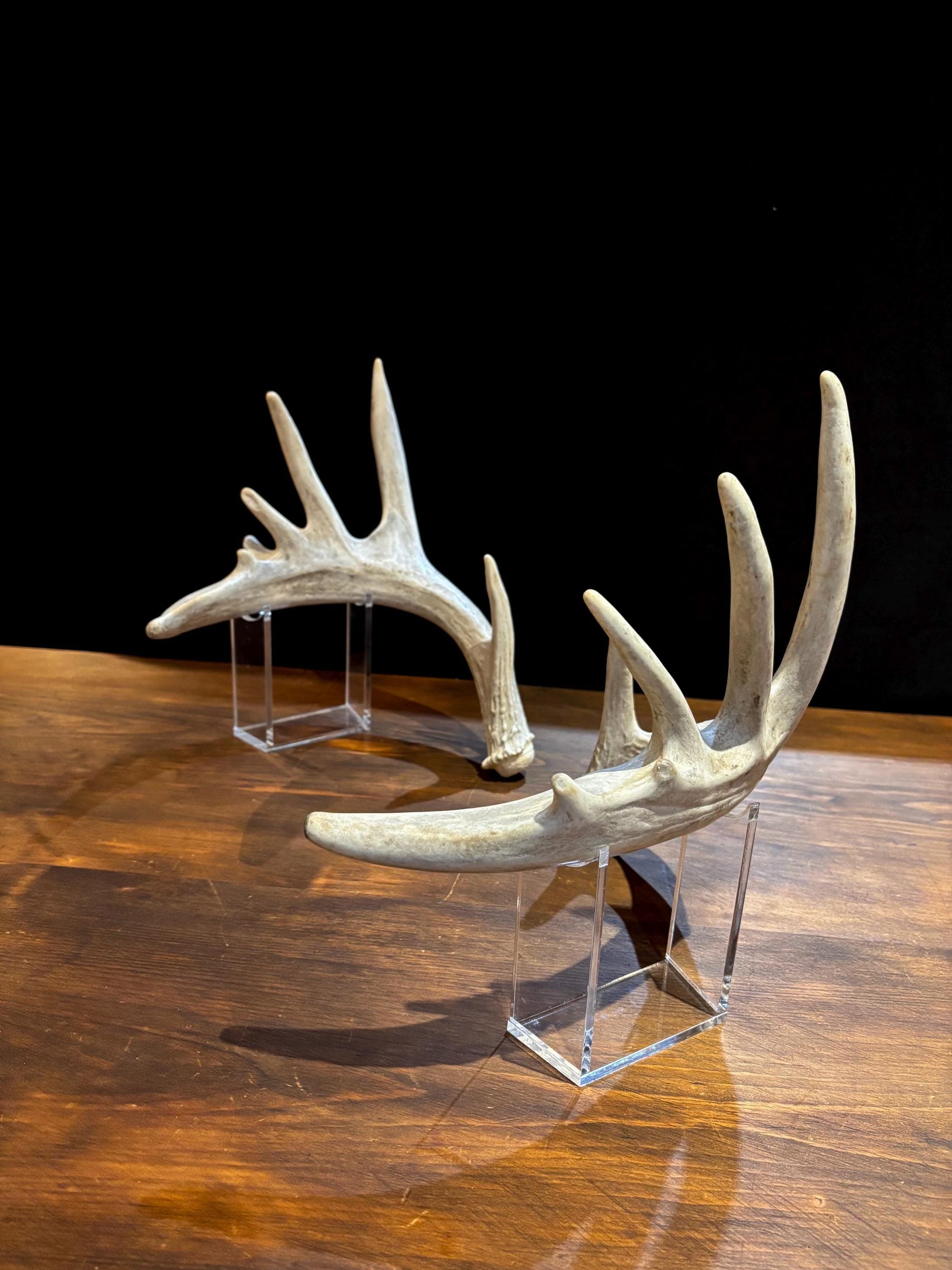Large Whitetailed Deer Antlers - Fresh White-tailed deer matching set. Decor Crafting and More