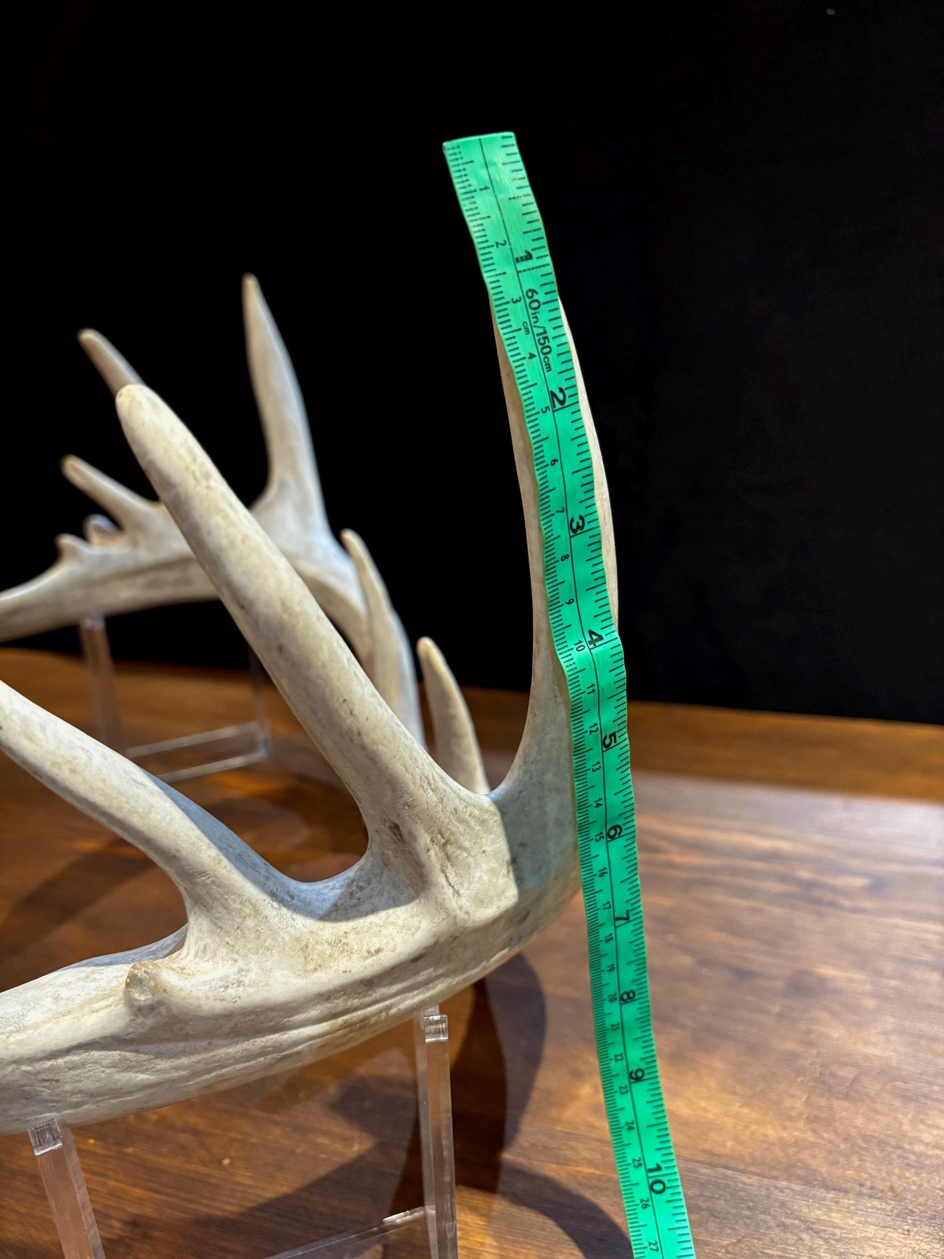 Large Whitetailed Deer Antlers - Fresh White-tailed deer matching set. Decor Crafting and More