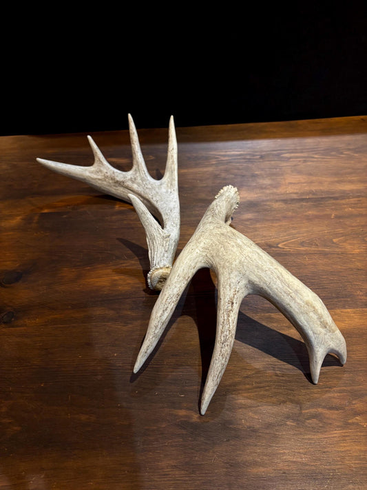 White-tailed Deer Antlers - Enormous Matching Set. Insane Mass! Decor Crafting and More.
