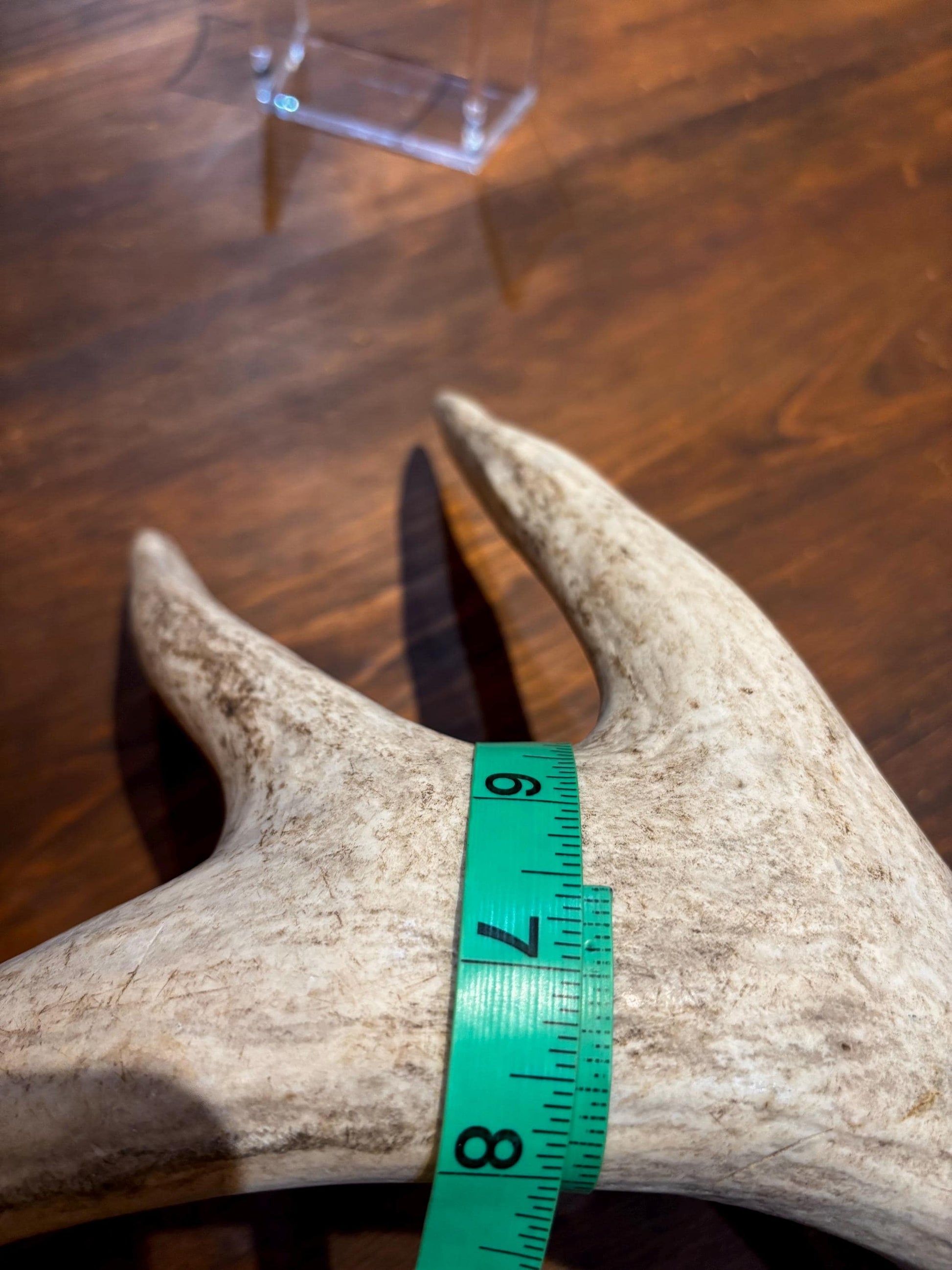 White-tailed Deer Antlers - Enormous Matching Set. Insane Mass! Decor Crafting and More.