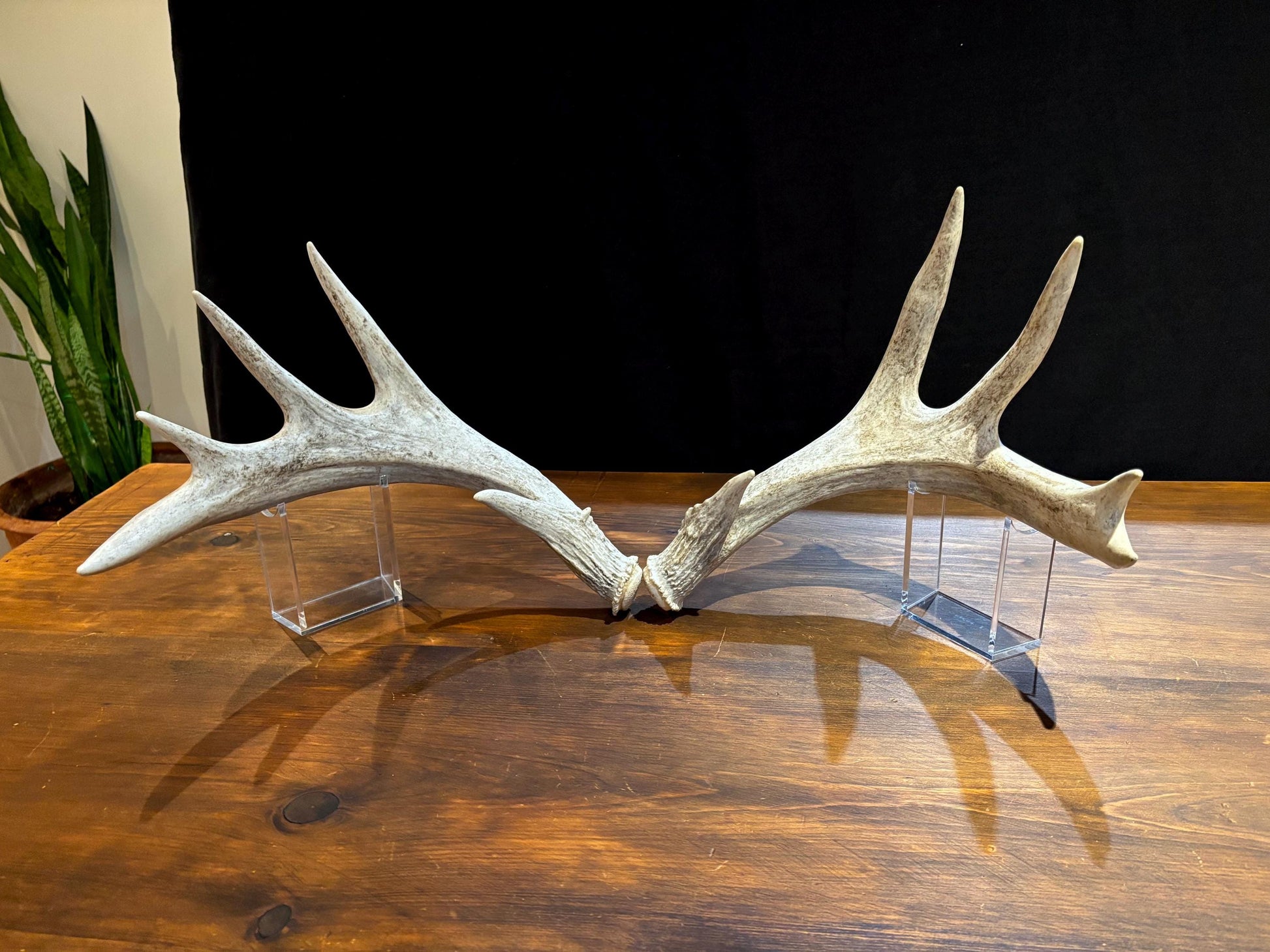 White-tailed Deer Antlers - Enormous Matching Set. Insane Mass! Decor Crafting and More.