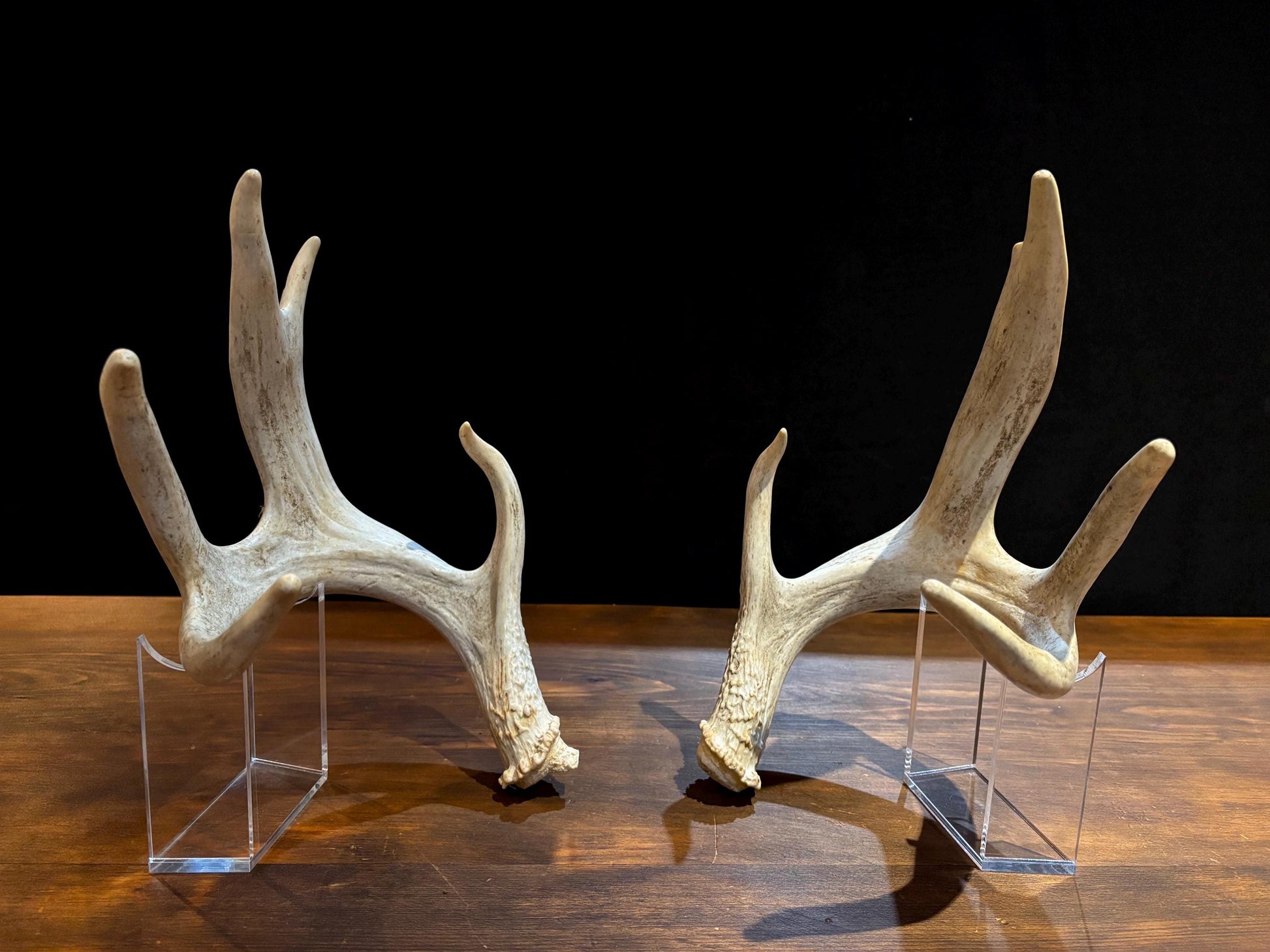 4 Deer Antlers - 2 Matched Sets From the Same Deer. Insane Mass. Super Heavy Whitetailed deer
