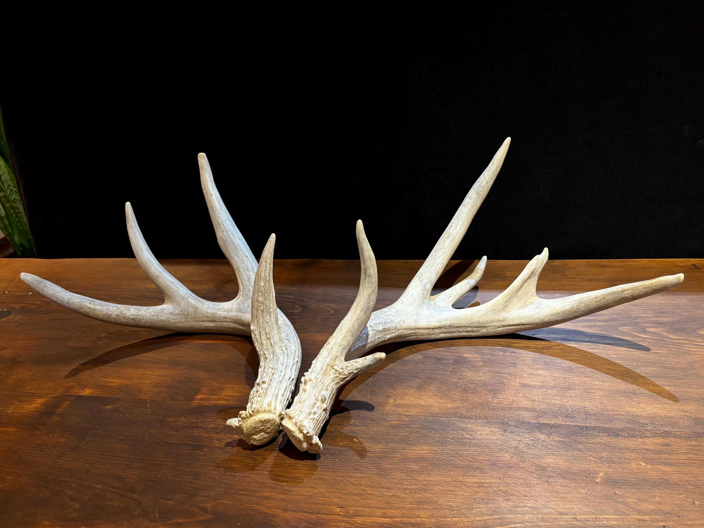 4 Deer Antlers - 2 Matched Sets From the Same Deer. Huge Whitetailed deer
