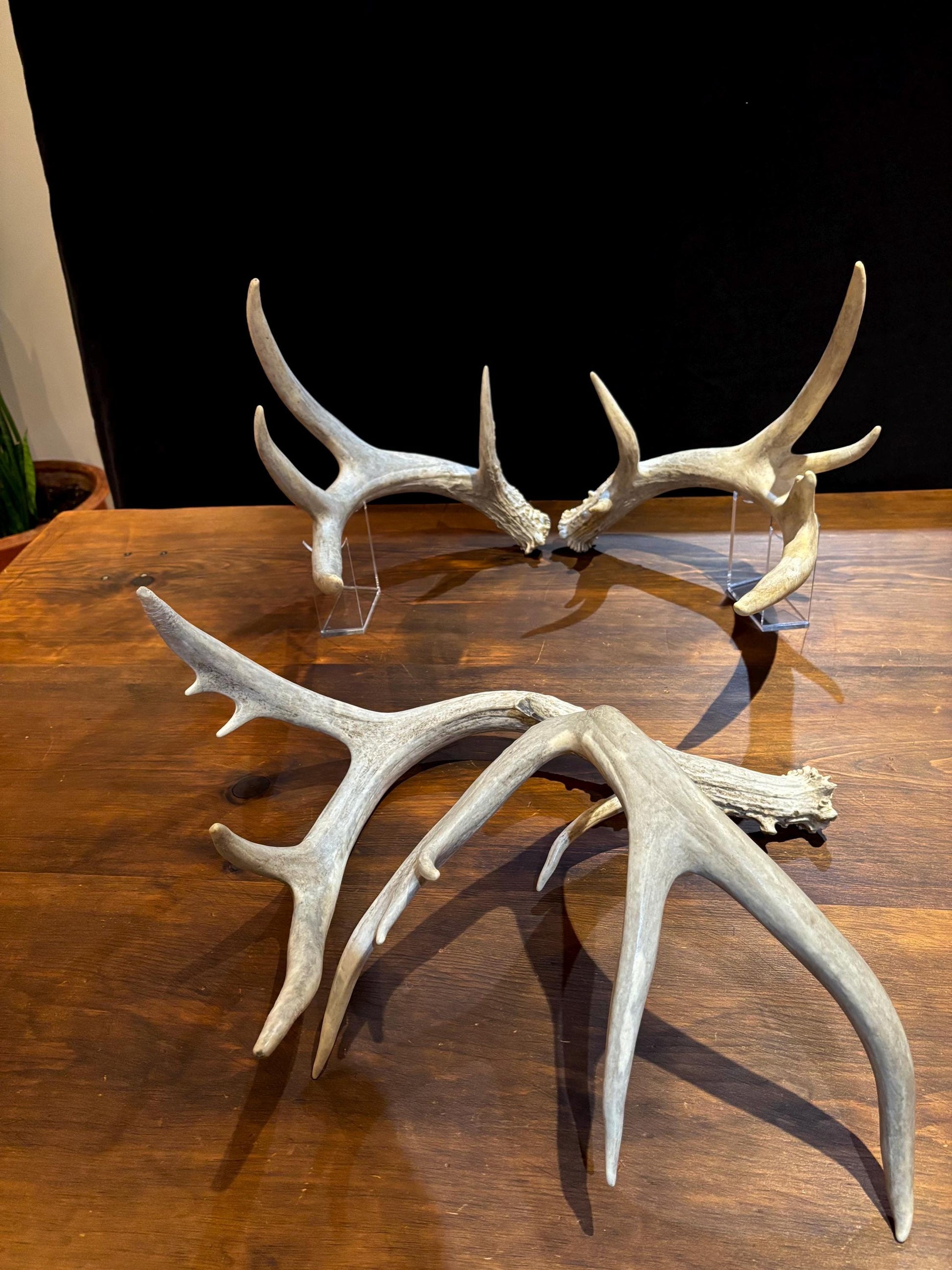 4 Deer Antlers - 2 Matched Sets From the Same Deer. Huge Whitetailed deer