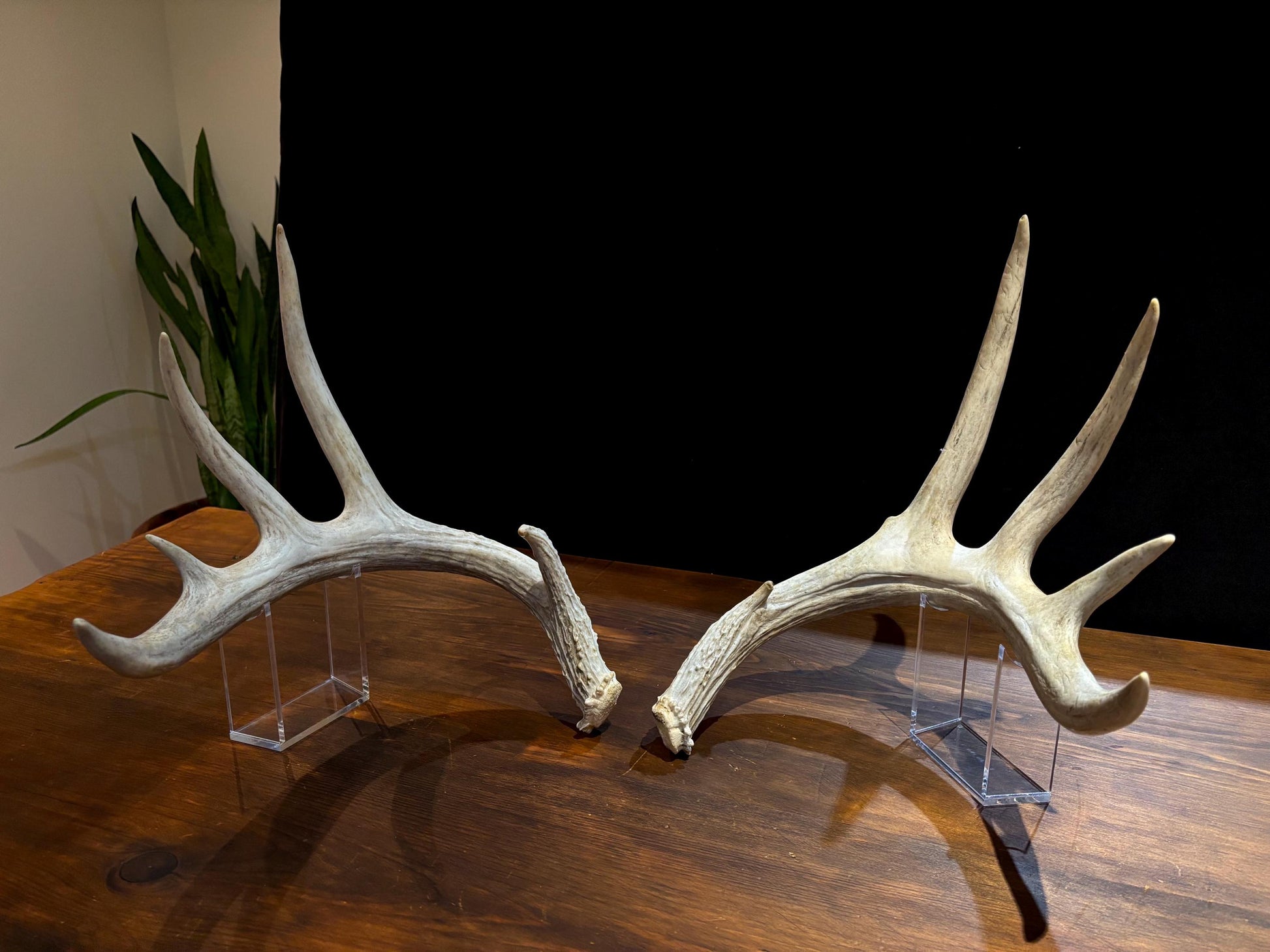 Deer Antlers - Matched sheds from a huge 10-point Whitetail deer. Crafting. Farmhouse, Rustic Decor.
