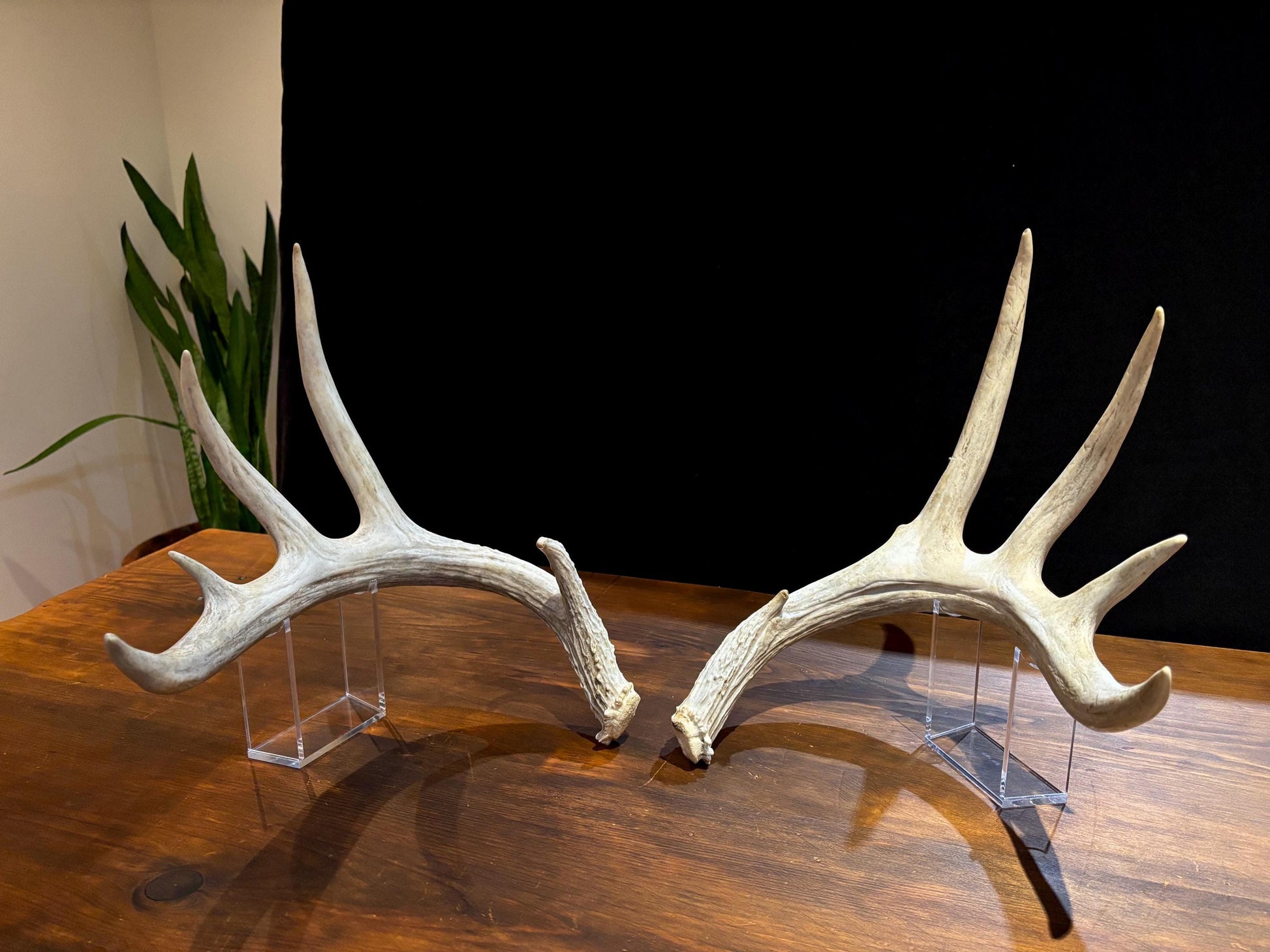 Deer Antlers - Matched sheds from a huge 10-point Whitetail deer. Crafting. Farmhouse, Rustic Decor.