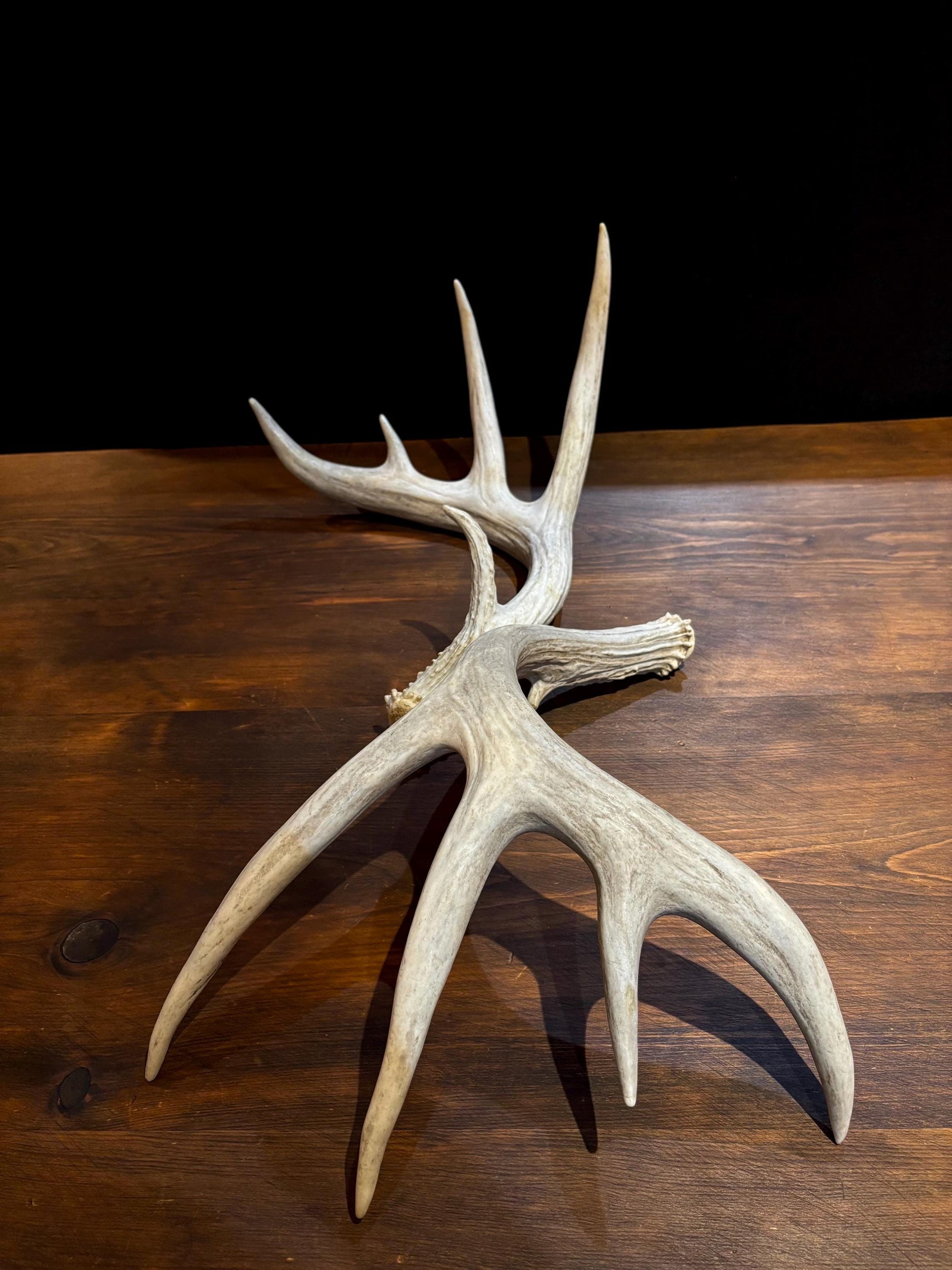 Deer Antlers - Matched sheds from a huge 10-point Whitetail deer. Crafting. Farmhouse, Rustic Decor.