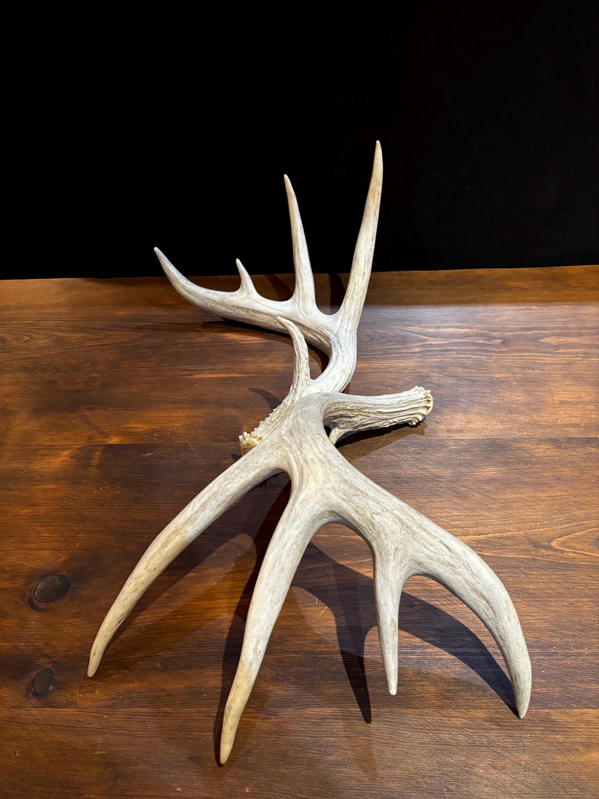 Deer Antlers - Matched sheds from a huge 10-point Whitetail deer. Crafting. Farmhouse, Rustic Decor.