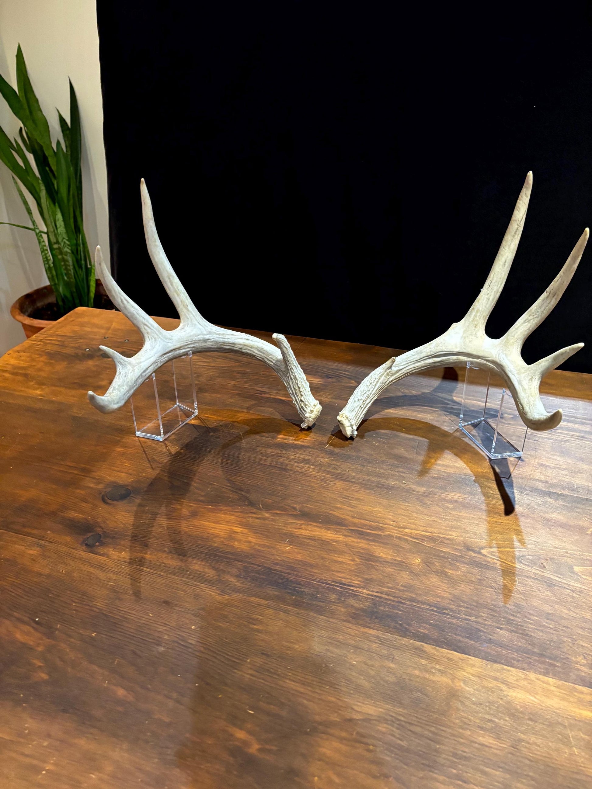 Deer Antlers - Matched sheds from a huge 10-point Whitetail deer. Crafting. Farmhouse, Rustic Decor.