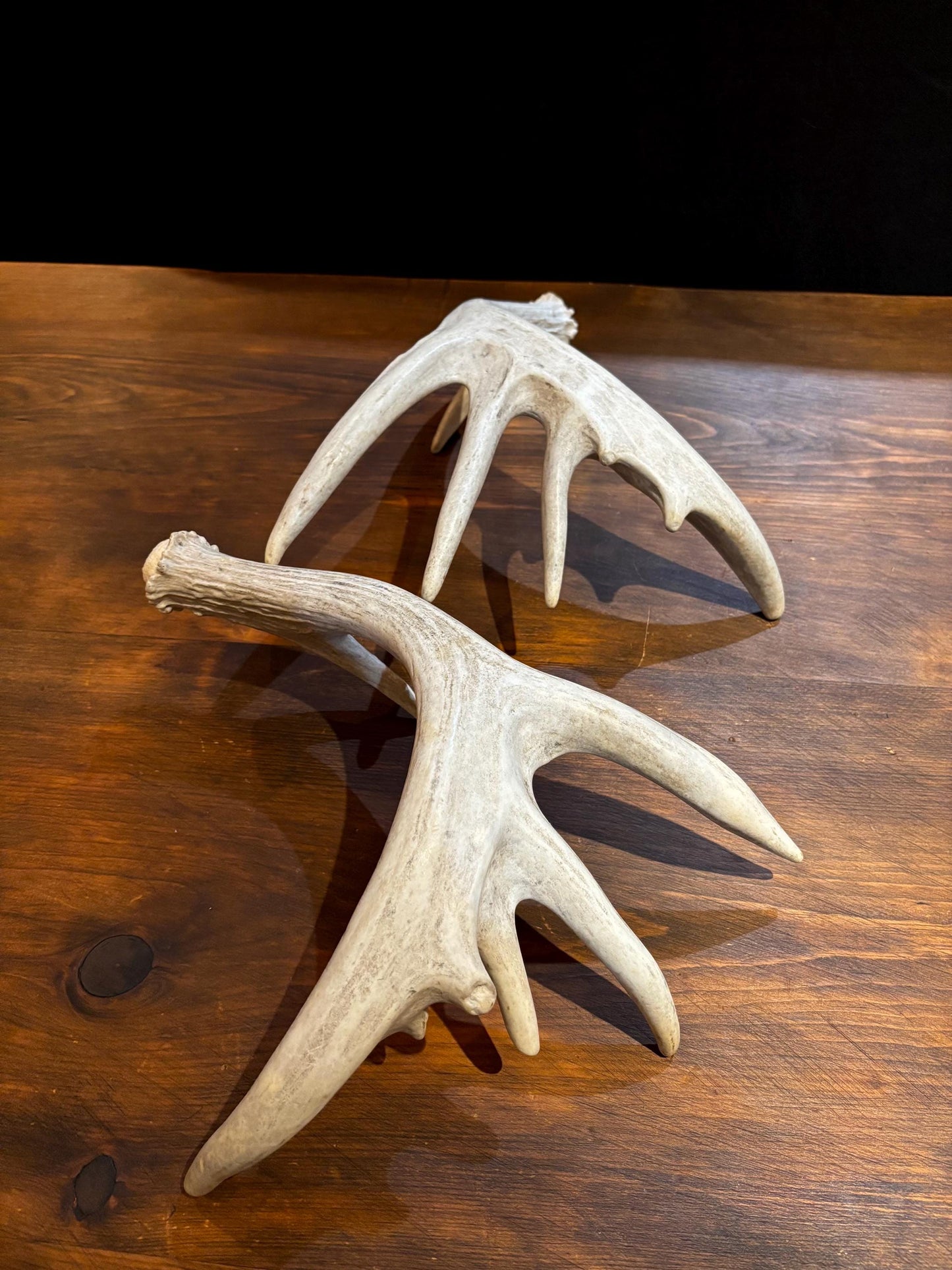 Large Whitetailed Deer Antlers - Fresh White-tailed deer matching set. Decor Crafting and More
