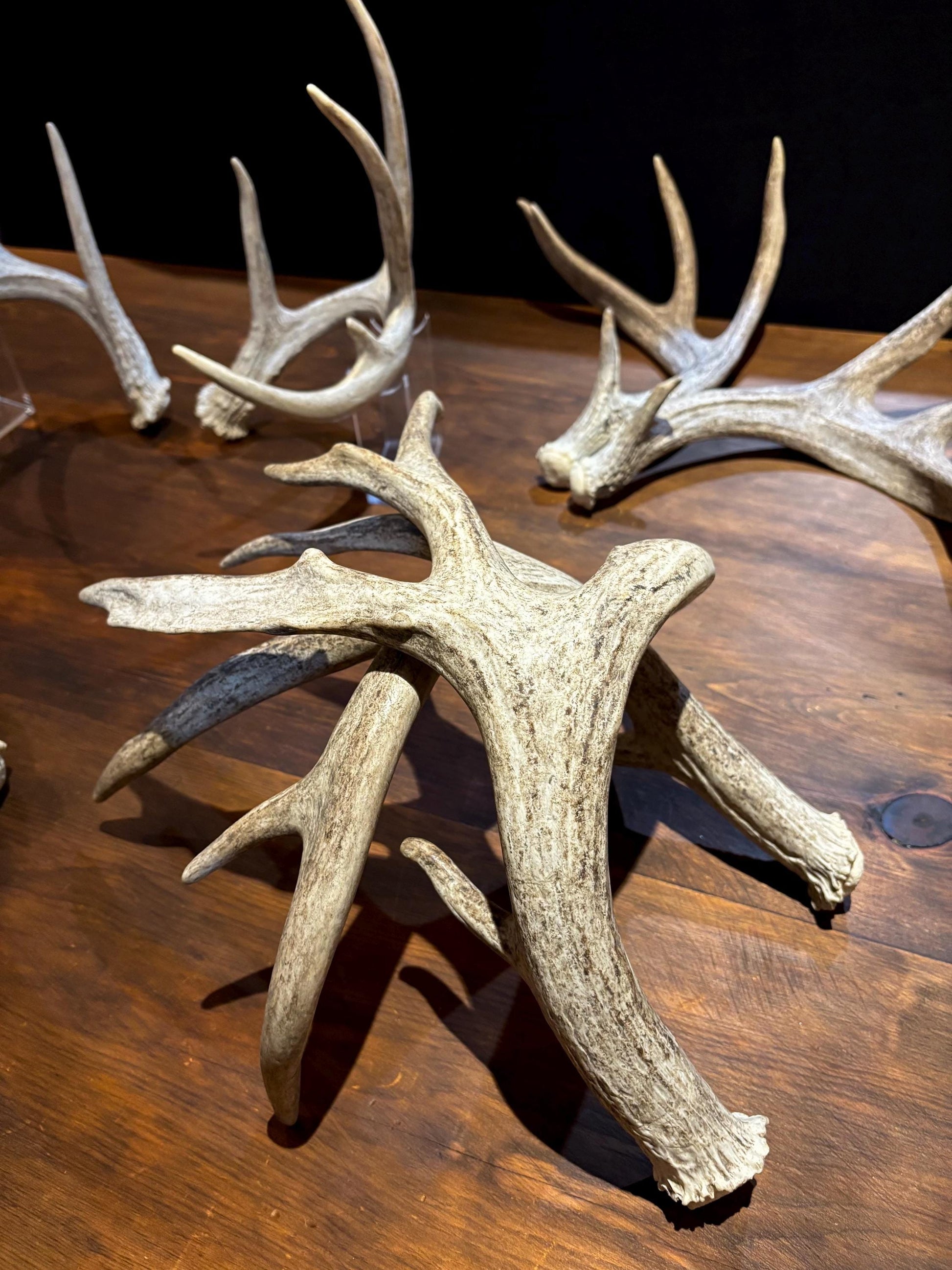 Natural Matched Pairs of White-tail Deer Antlers. Large or X-Large for Crafting, Decor and Much More. Highest Quality, Naturally Shed