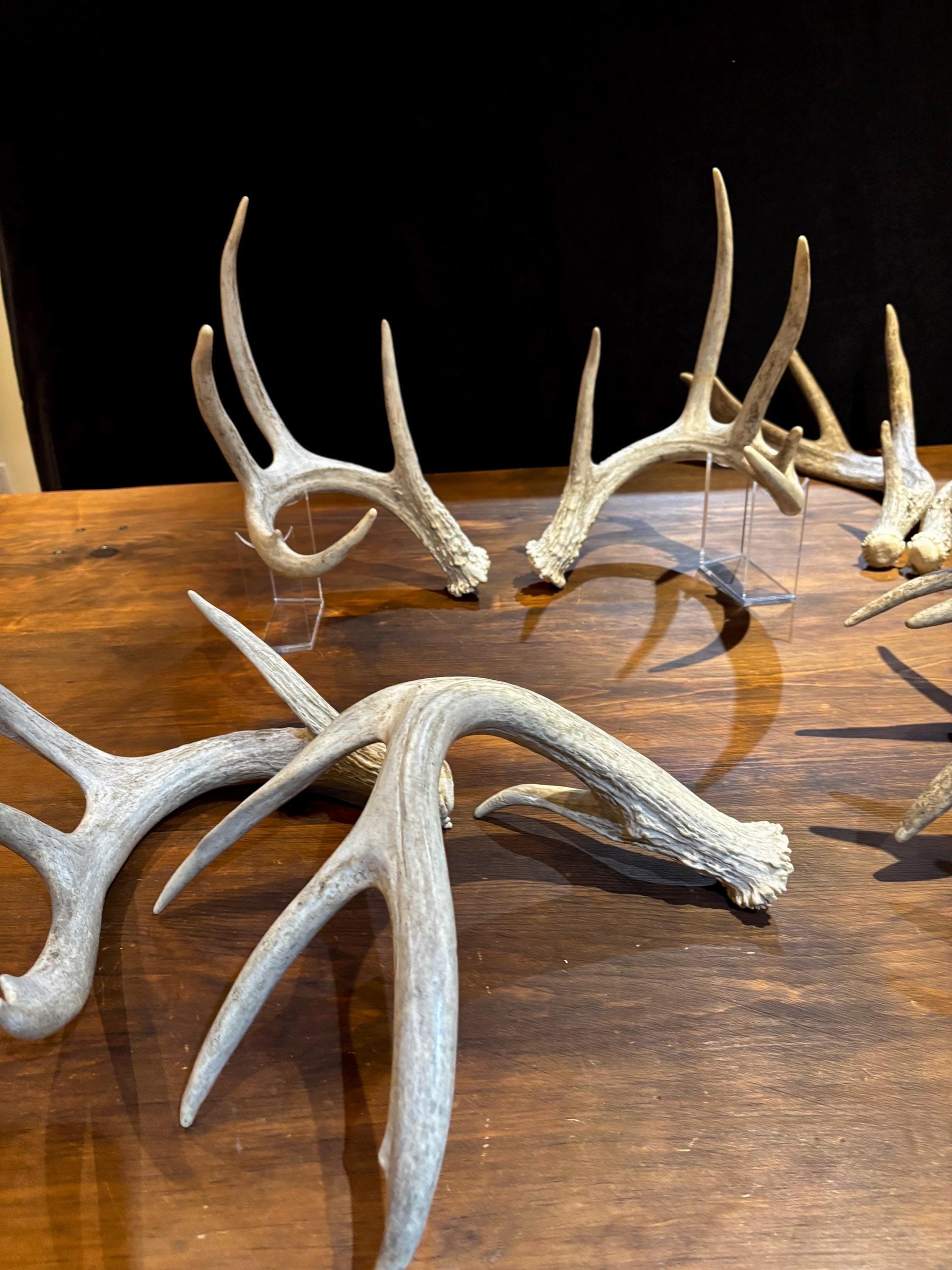 Natural Matched Pairs of White-tail Deer Antlers. Large or X-Large for Crafting, Decor and Much More. Highest Quality, Naturally Shed