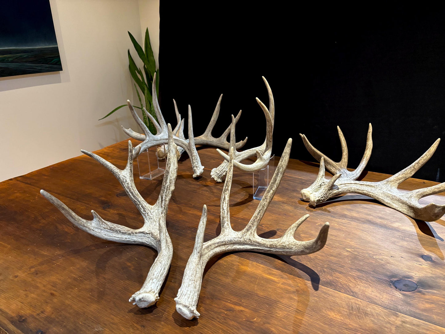 Natural Matched Pairs of White-tail Deer Antlers. Large or X-Large for Crafting, Decor and Much More. Highest Quality, Naturally Shed