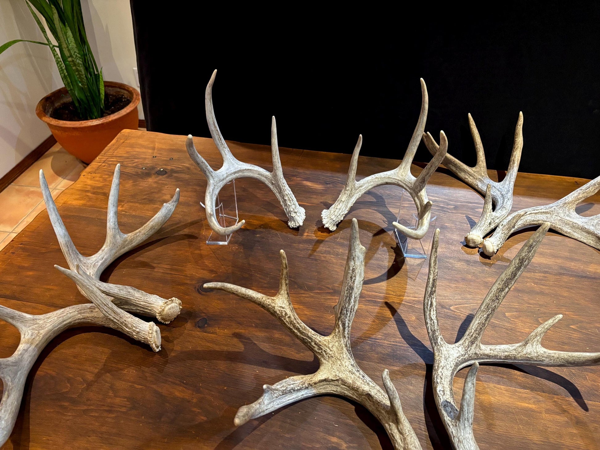 Natural Matched Pairs of White-tail Deer Antlers. Large or X-Large for Crafting, Decor and Much More. Highest Quality, Naturally Shed