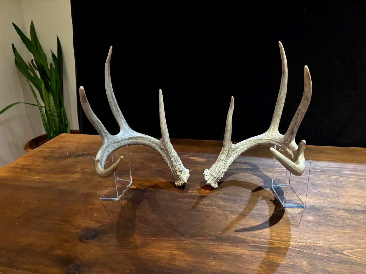 Natural Matched Pairs of White-tail Deer Antlers. Large or X-Large for Crafting, Decor and Much More. Highest Quality, Naturally Shed