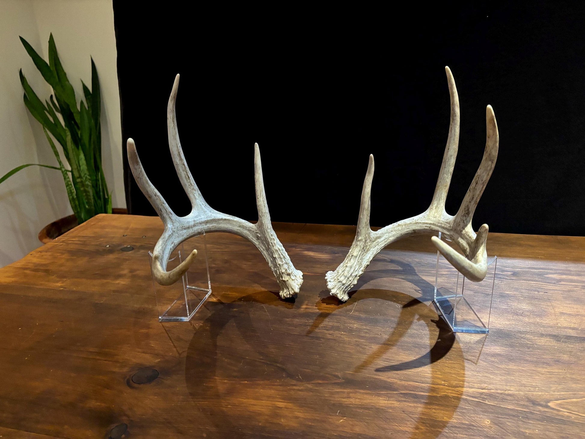 Natural Matched Pairs of White-tail Deer Antlers. Large or X-Large for Crafting, Decor and Much More. Highest Quality, Naturally Shed
