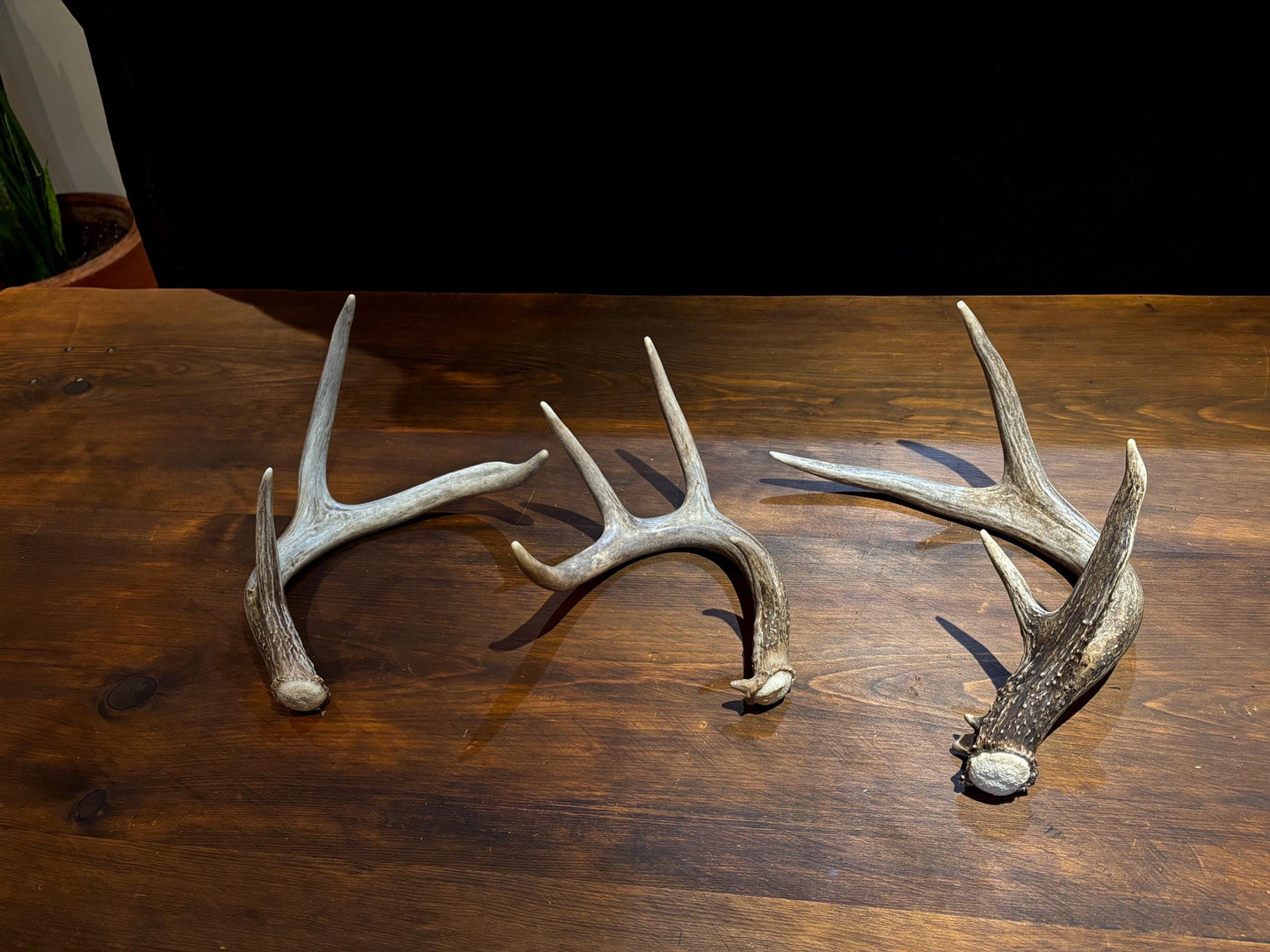 Medium Shed Dog Training Antlers (3 Pack / 5 Pack) - Highest Quality, Naturally Shed