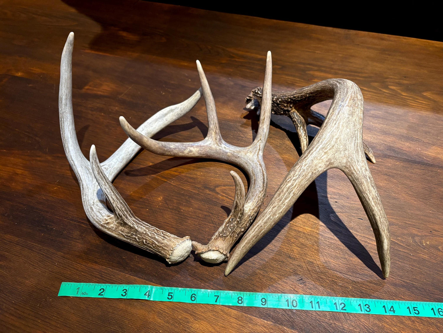 Medium Shed Dog Training Antlers (3 Pack / 5 Pack) - Highest Quality, Naturally Shed
