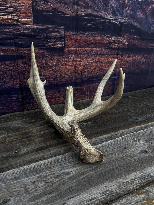 Deer Antler - Giant White-tailed deer Antler. Massive and Fresh. Wild deer antler for decor, design, crafting and more