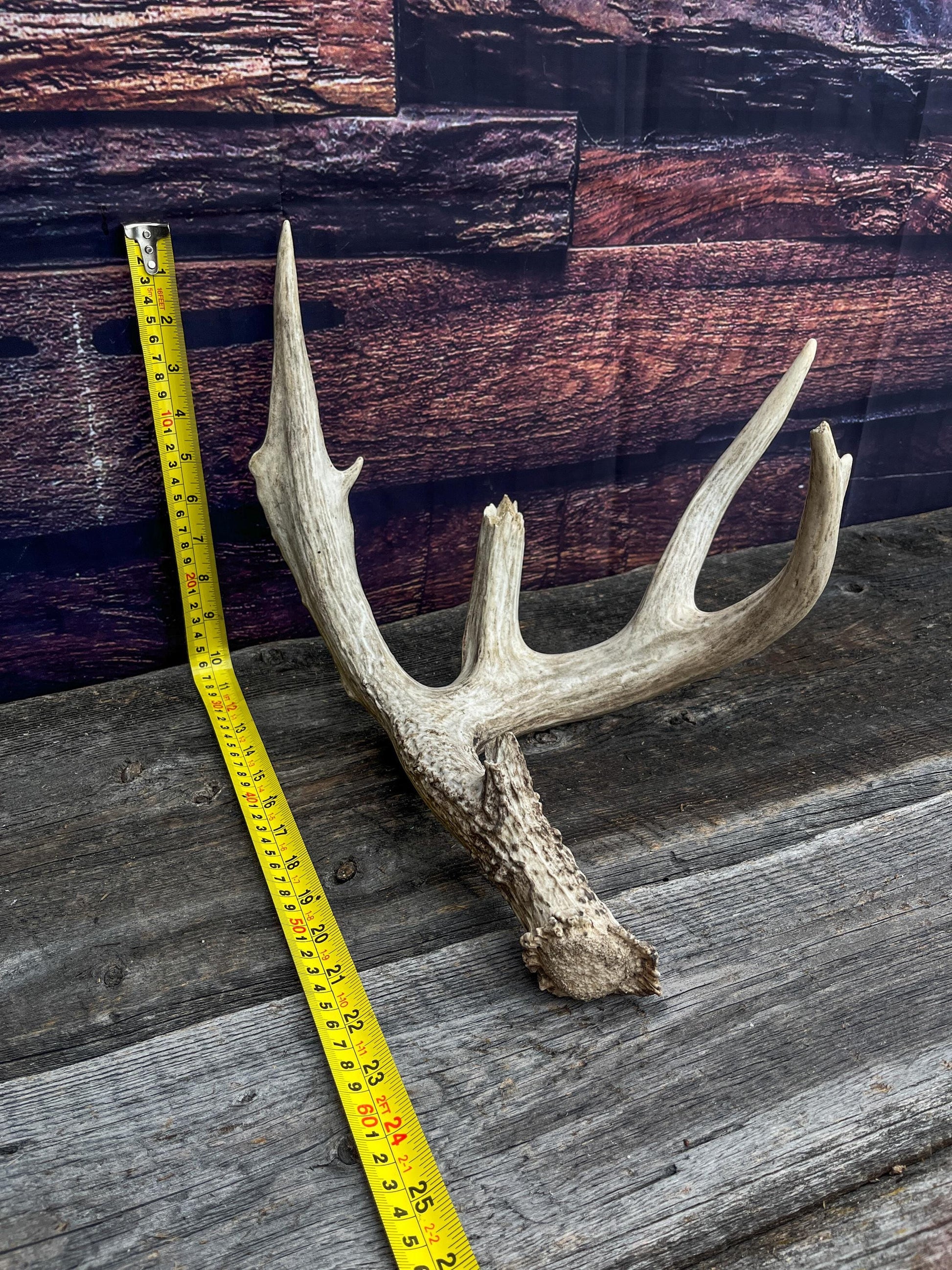 Deer Antler - Giant White-tailed deer Antler. Massive and Fresh. Wild deer antler for decor, design, crafting and more