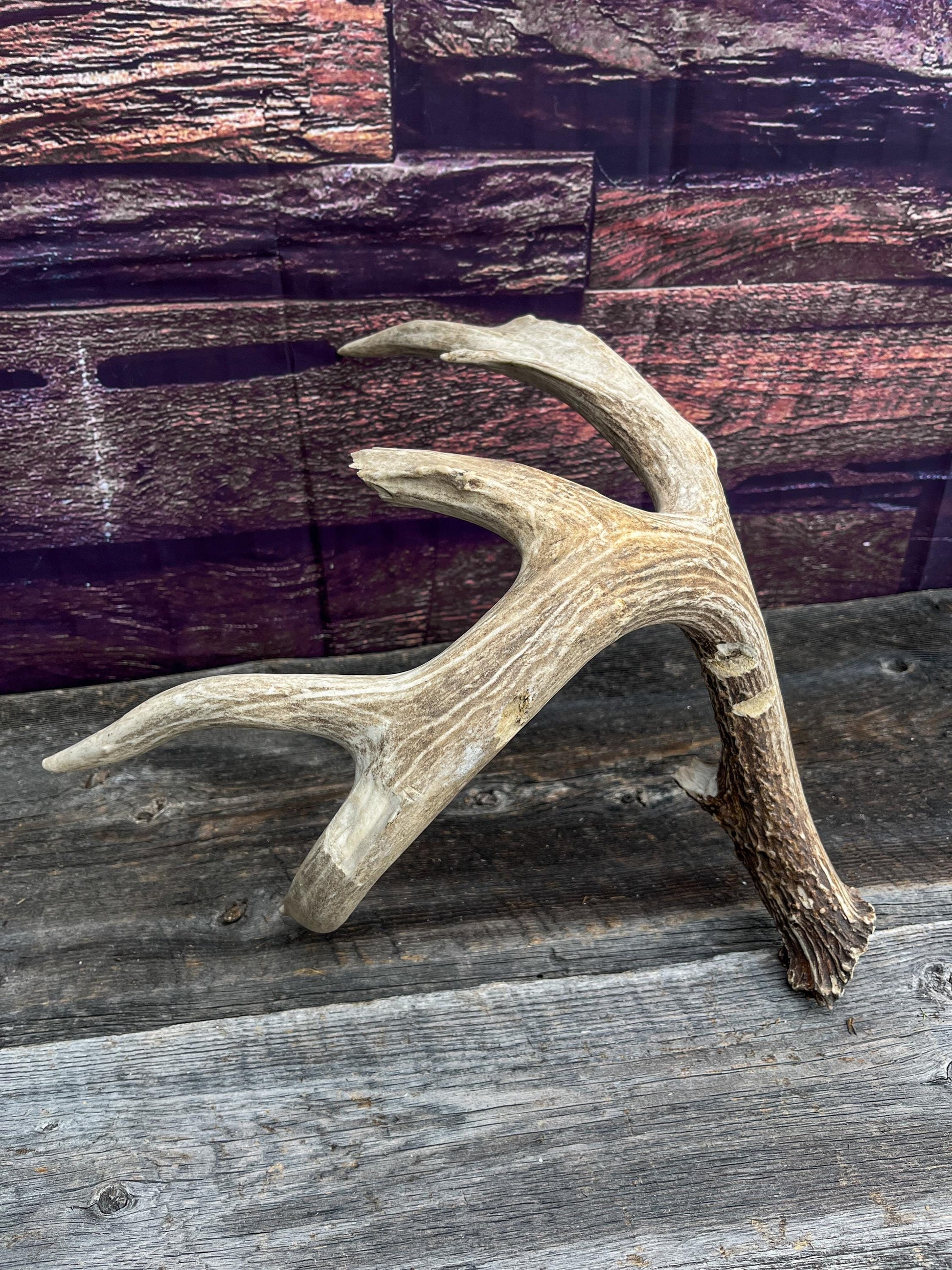 Deer Antler - Giant White-tailed deer Antler. Massive and Fresh. Wild deer antler for decor, design, crafting and more