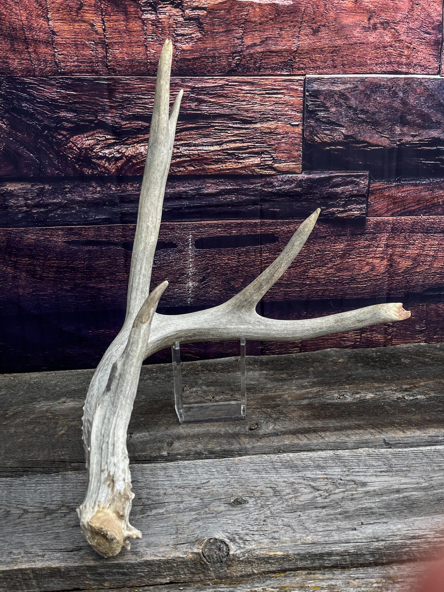 Huge deer Antler. For Crafting, Cabin Decor and More