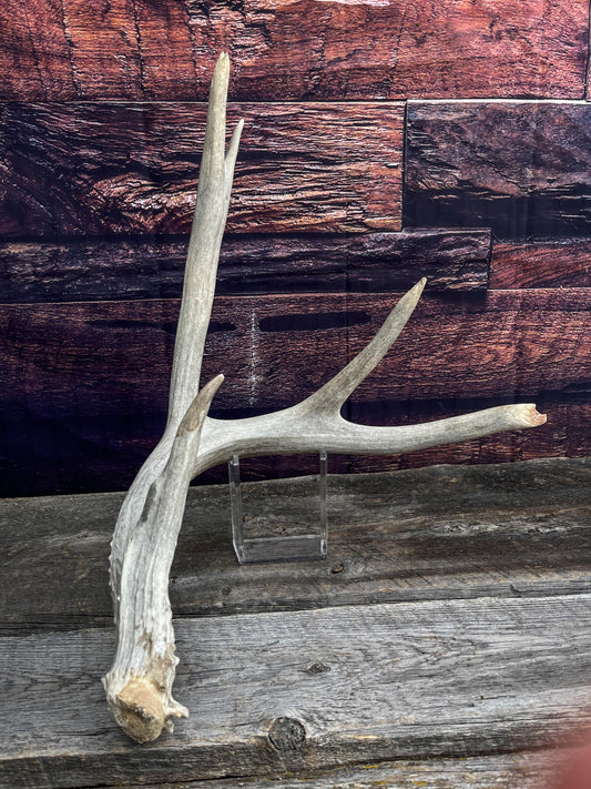 Huge deer Antler. For Crafting, Cabin Decor and More