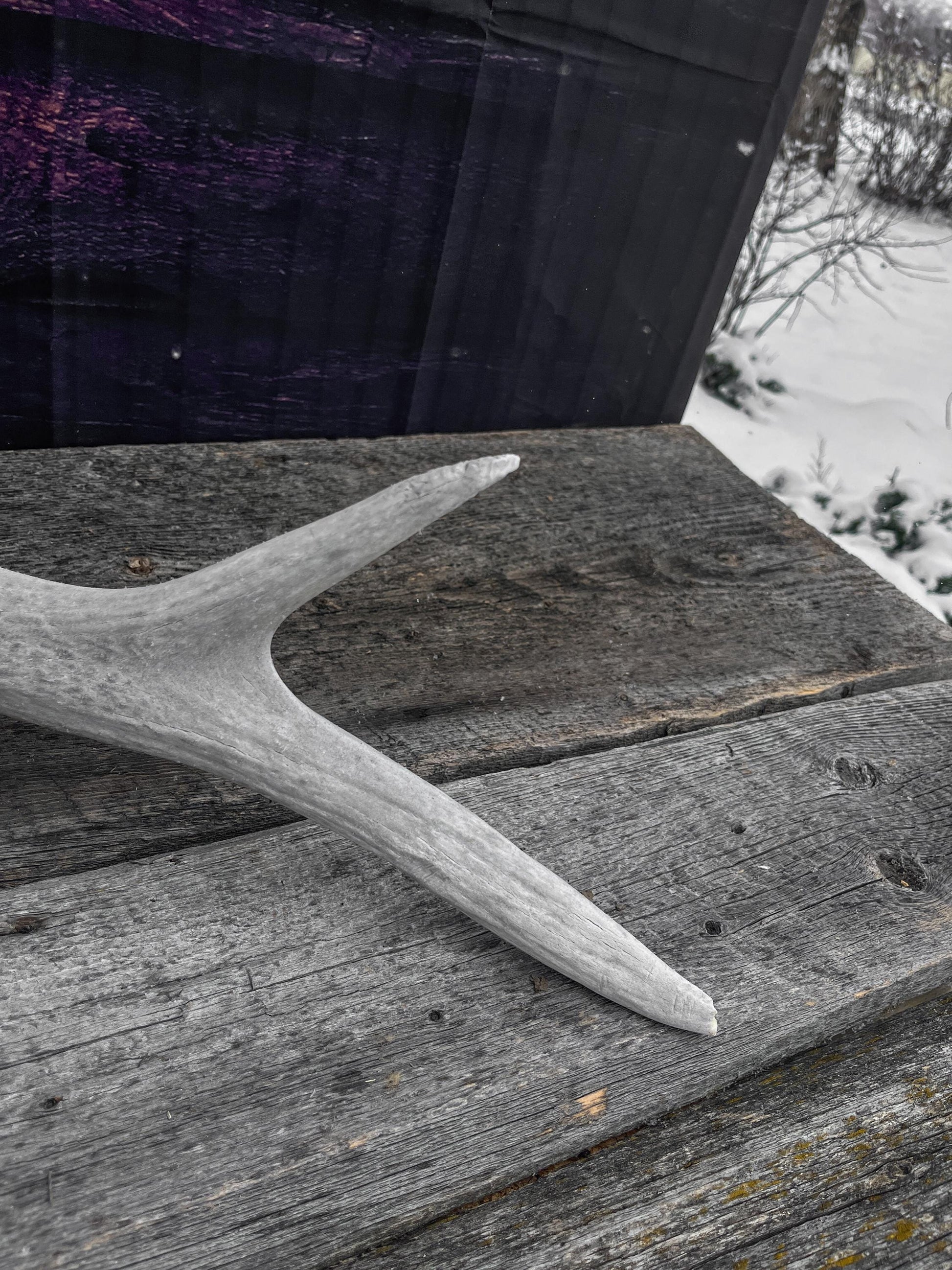 Wild Canadian Bull Elk Antler. Crafting & Home Decor, Table Centerpiece, and More.