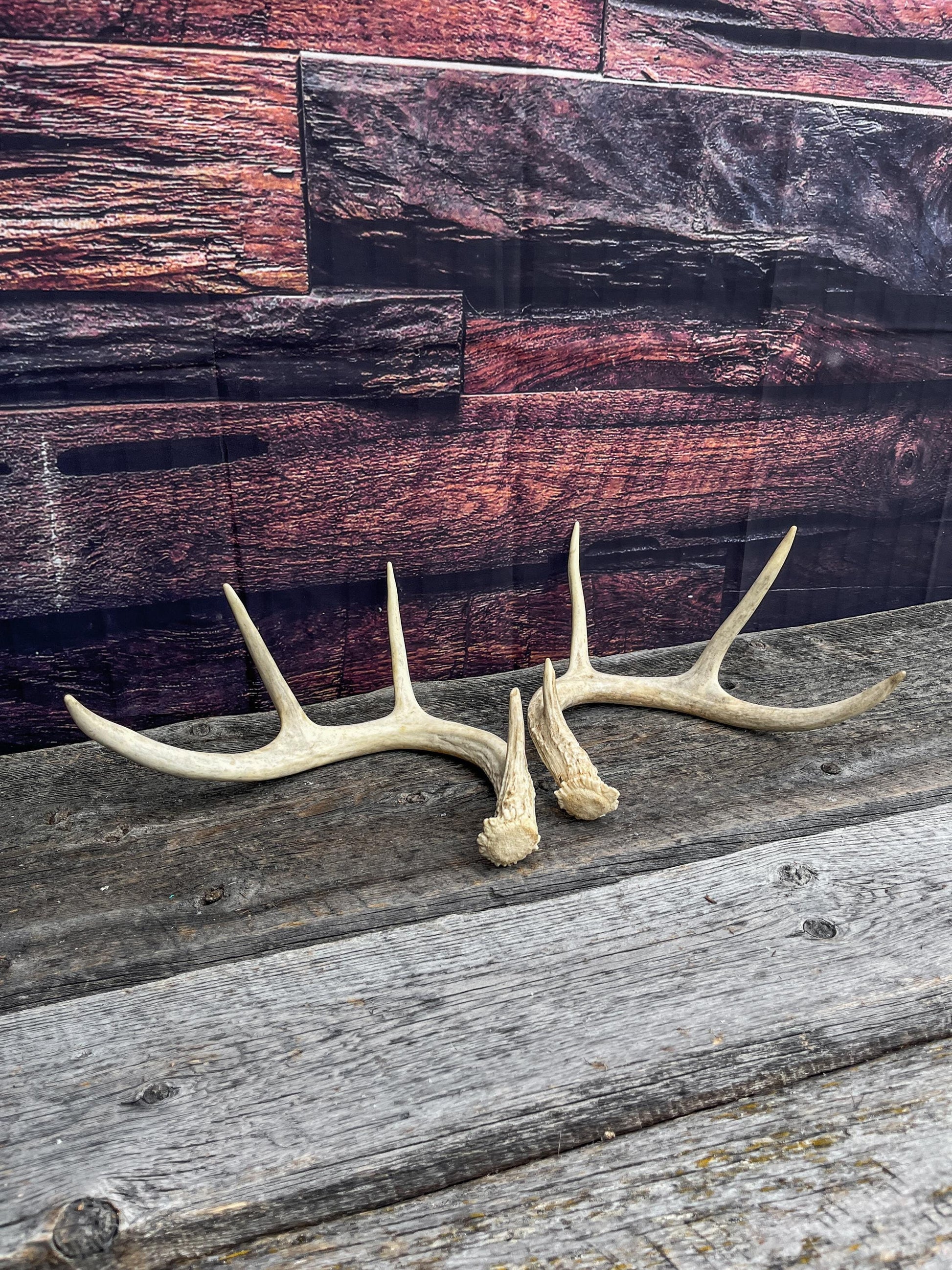 Antlers - Whitetail deer Matched Set. Wild, naturally shed antlers! Crafting, Farmhouse Decor and More!