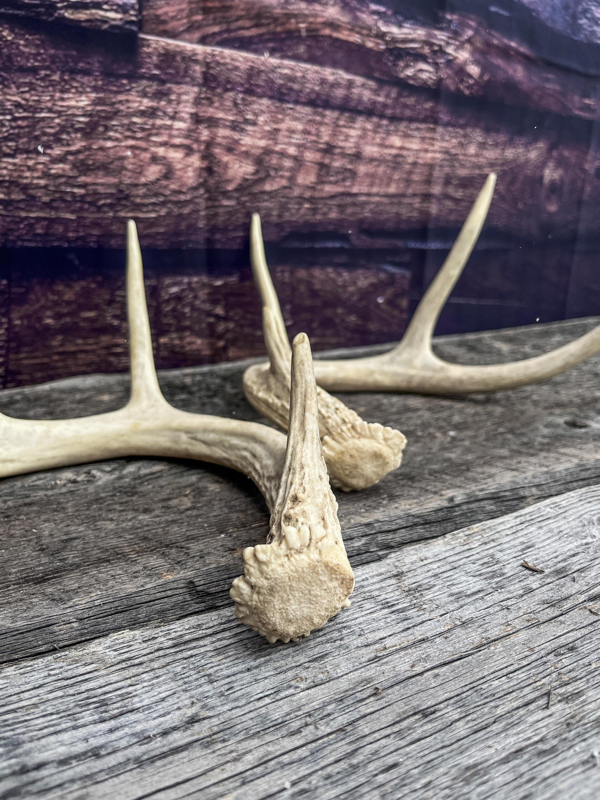 Antlers - Whitetail deer Matched Set. Wild, naturally shed antlers! Crafting, Farmhouse Decor and More!