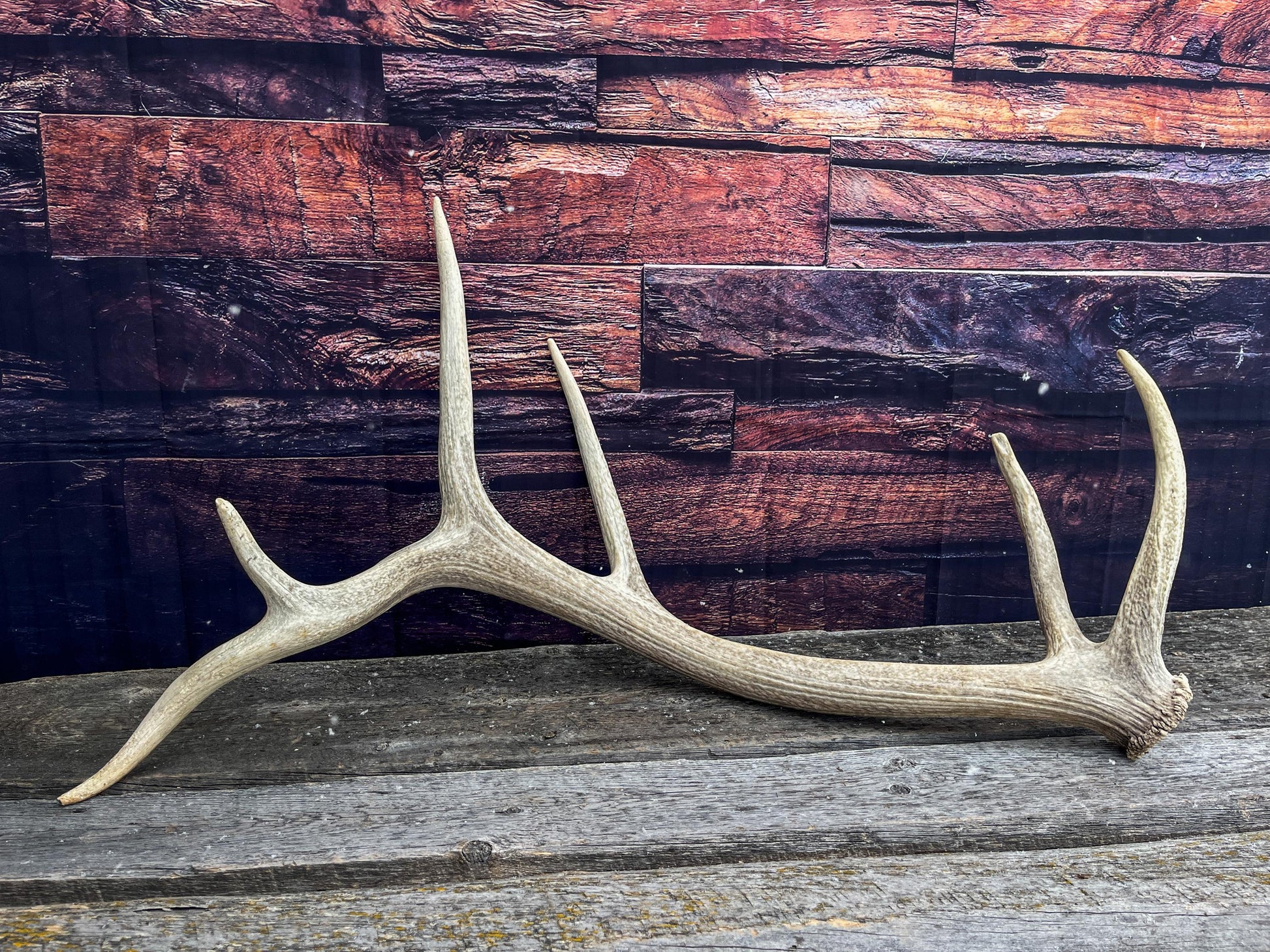 Wild Rocky Mountain Bull Elk Antler. Home Decor, Table Centerpiece, and More.