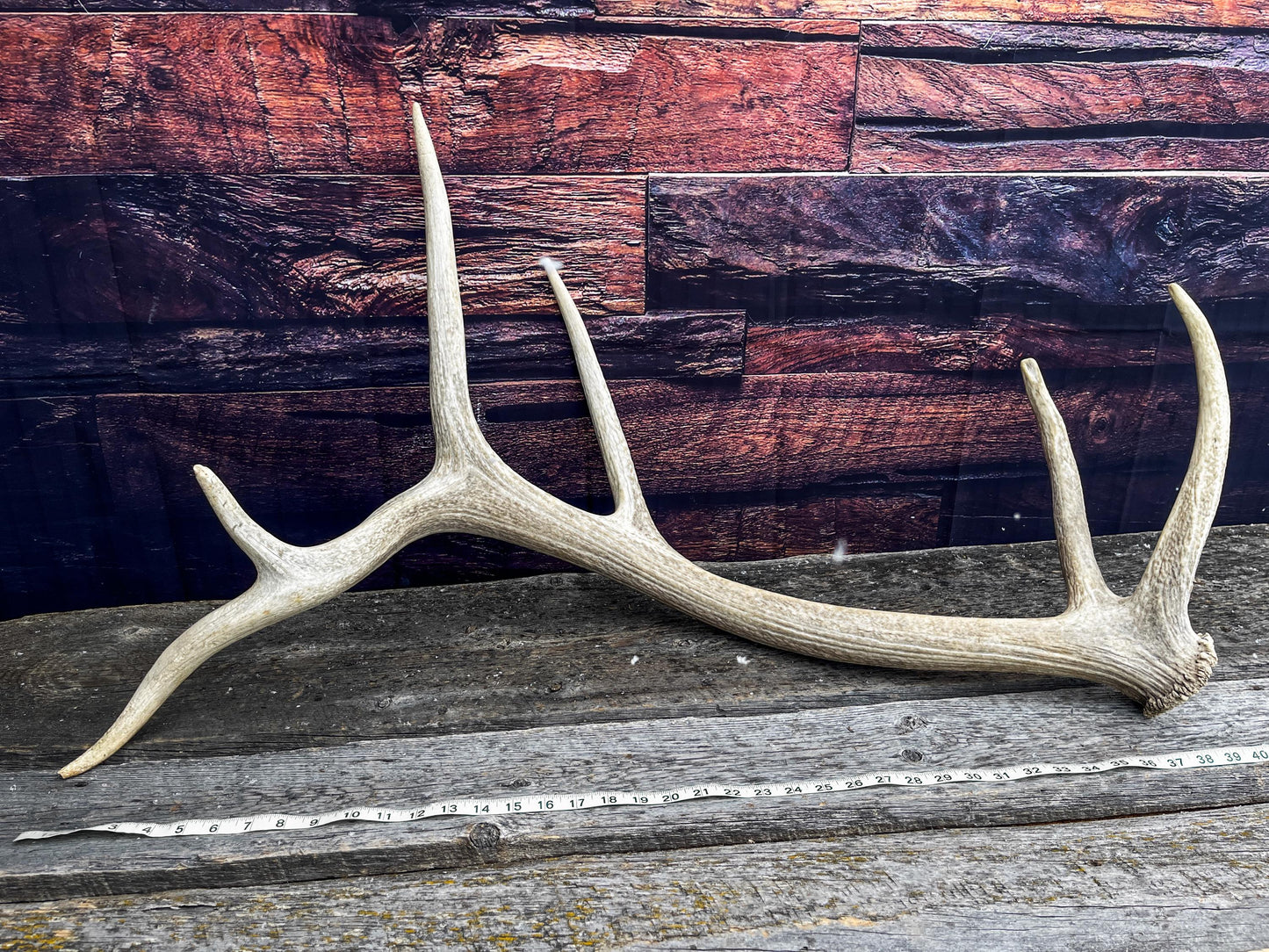 Wild Rocky Mountain Bull Elk Antler. Home Decor, Table Centerpiece, and More.
