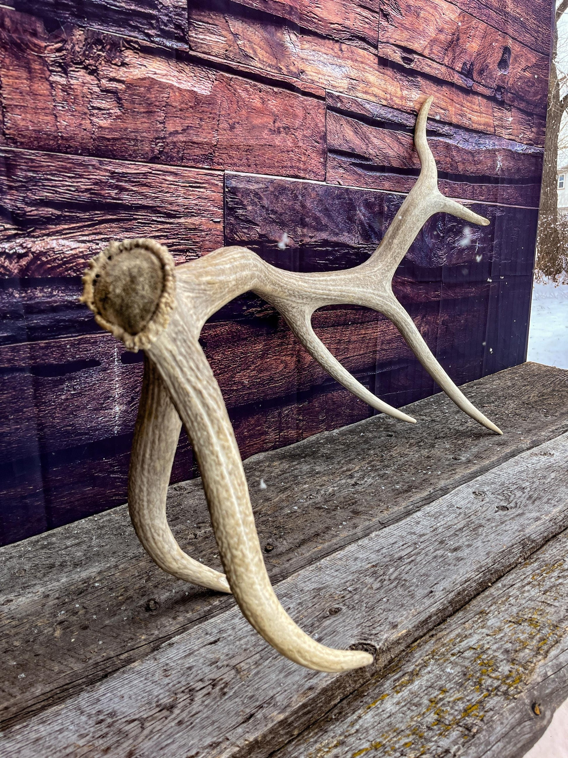 Wild Rocky Mountain Bull Elk Antler. Home Decor, Table Centerpiece, and More.