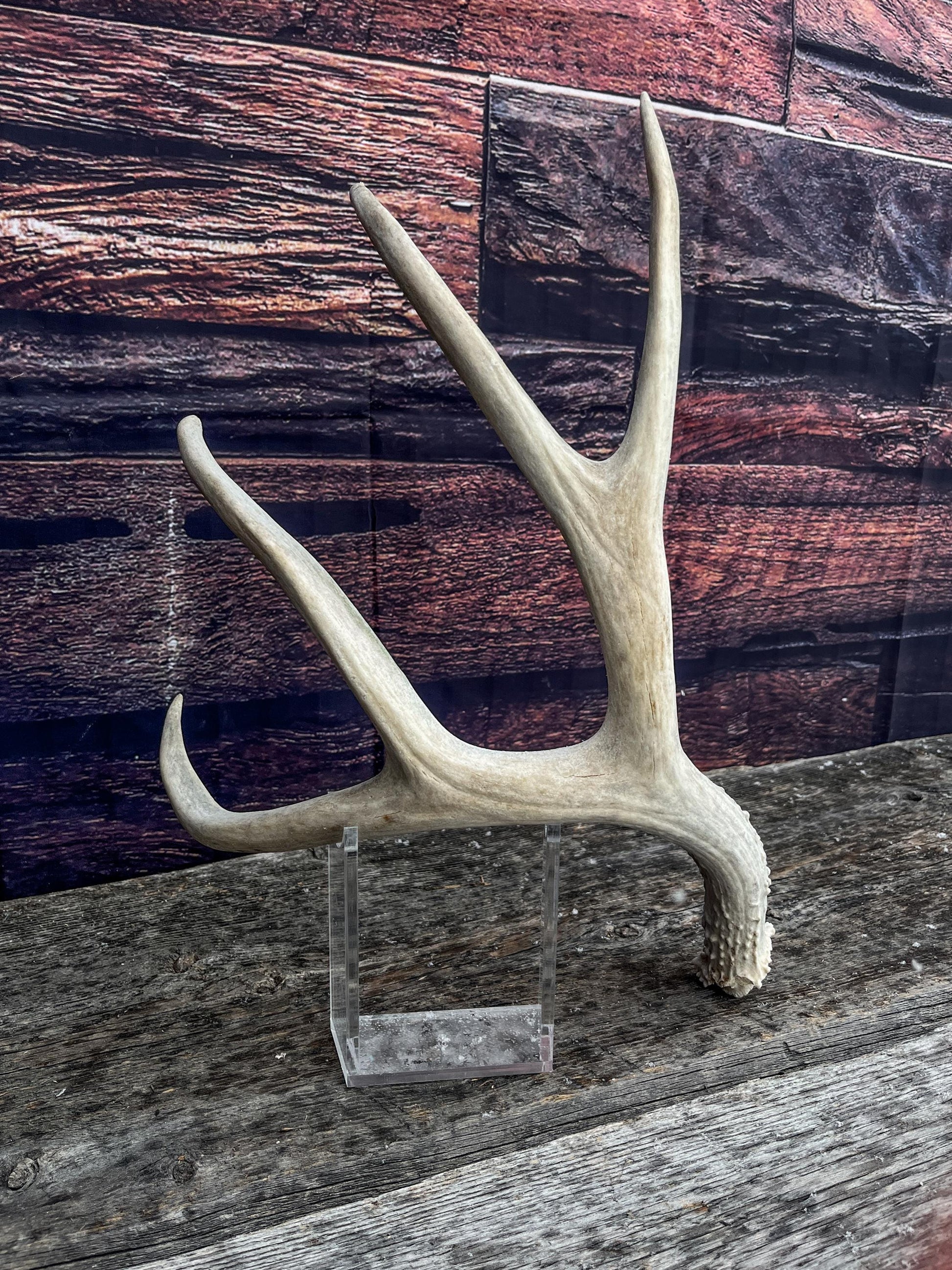 Mule Deer Antler. Decor piece, Table centrepiece, and More.