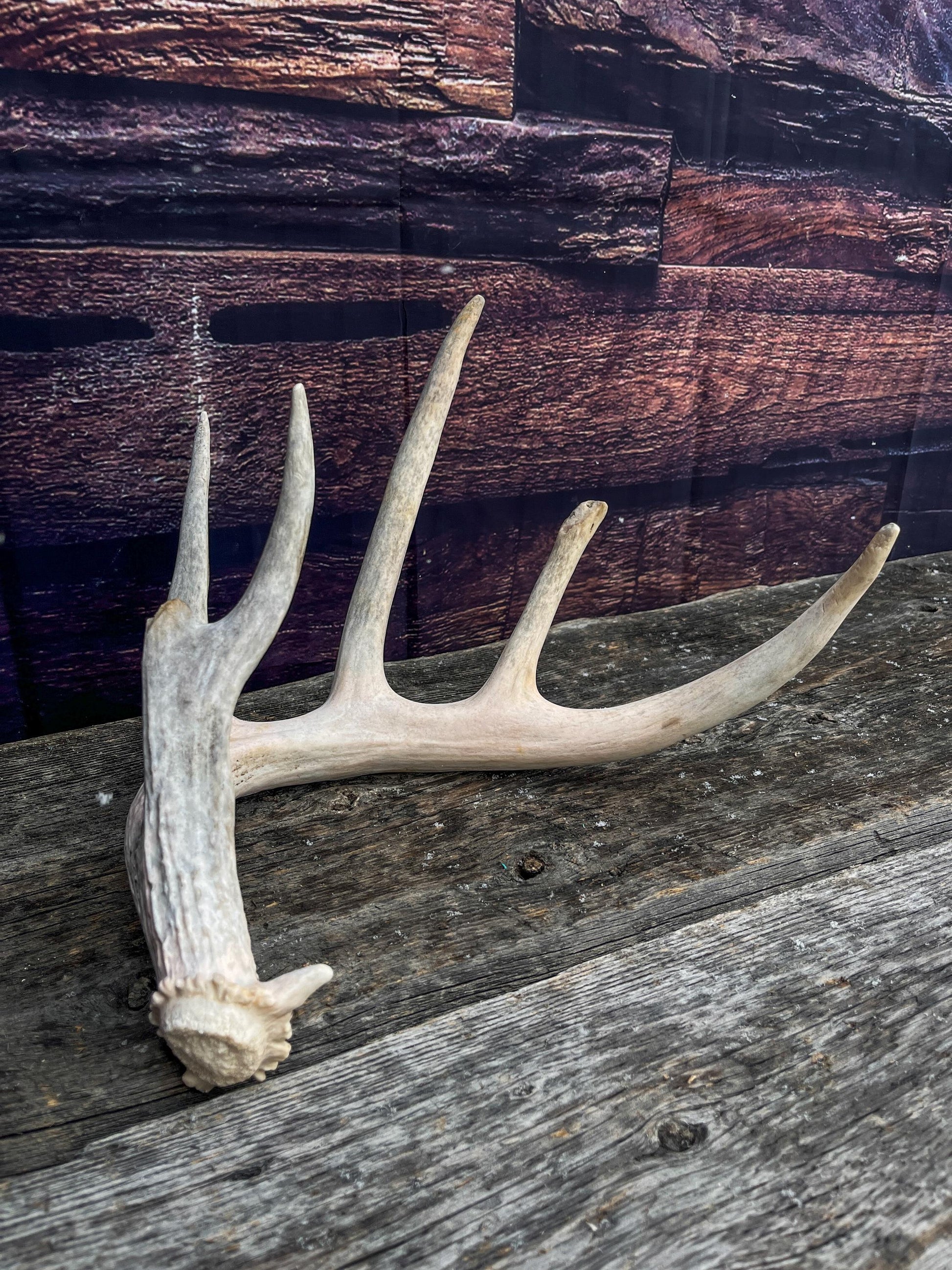 Deer Antler - Large White-tailed deer Antler. Wild deer antler for decor, design, crafting and more