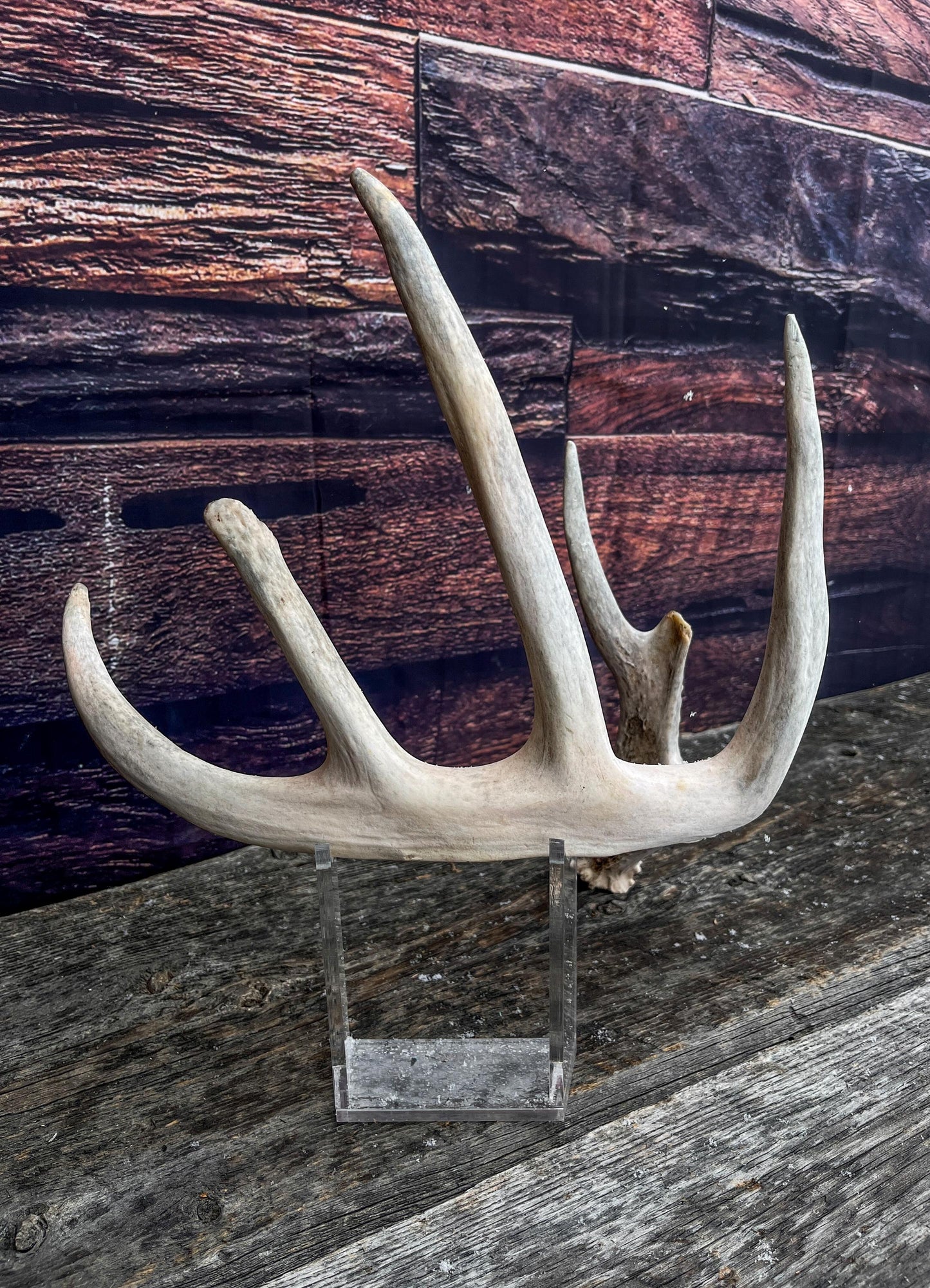 Deer Antler - Large White-tailed deer Antler. Wild deer antler for decor, design, crafting and more