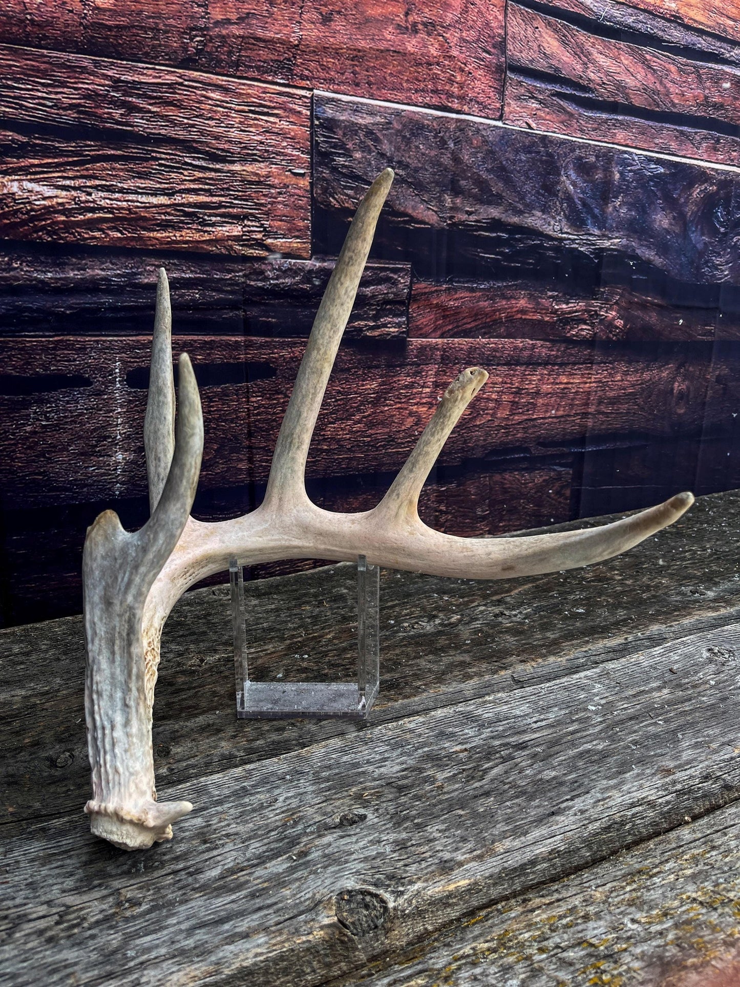 Deer Antler - Large White-tailed deer Antler. Wild deer antler for decor, design, crafting and more