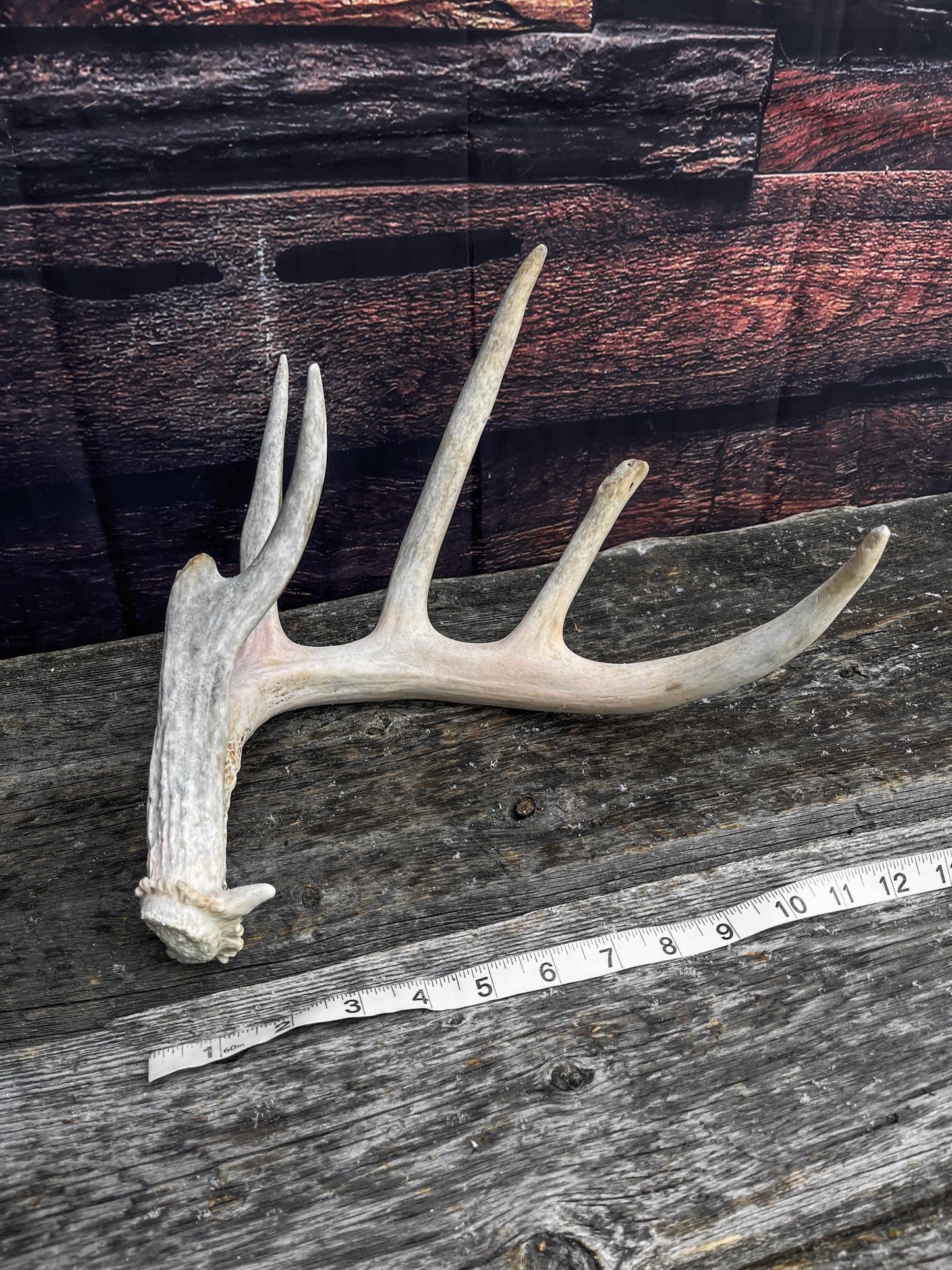 Deer Antler - Large White-tailed deer Antler. Wild deer antler for decor, design, crafting and more