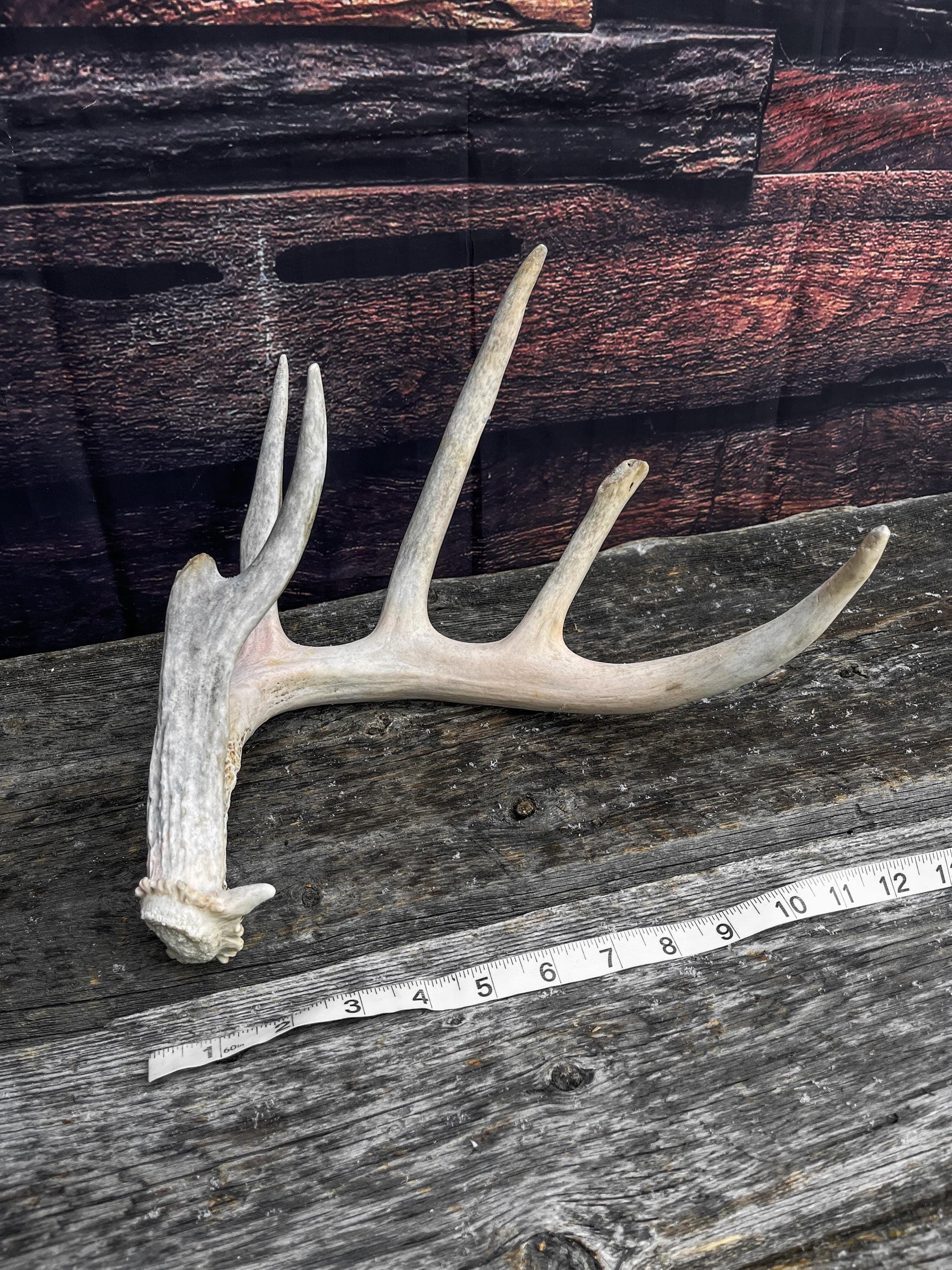 Deer Antler - Large White-tailed deer Antler. Wild deer antler for decor, design, crafting and more