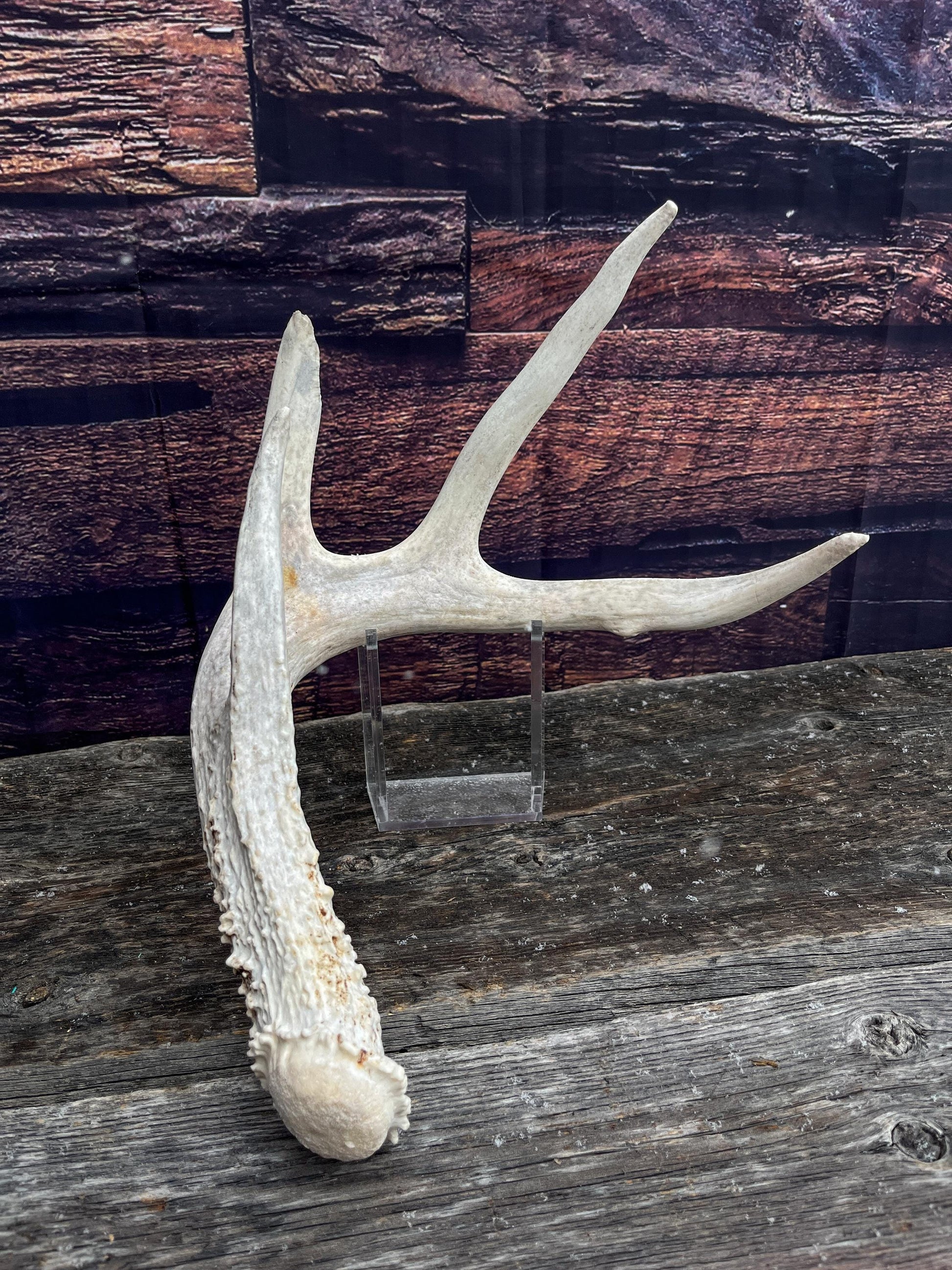 Deer Antler - White-tailed deer Antler. Weathered, Rustic Decor. Wild deer antler for decor, design, crafting and more