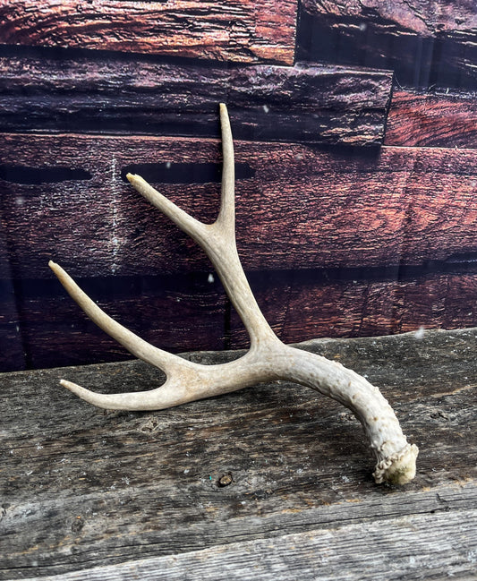Mule Deer Antler. Decor piece, Table centrepiece, and More.