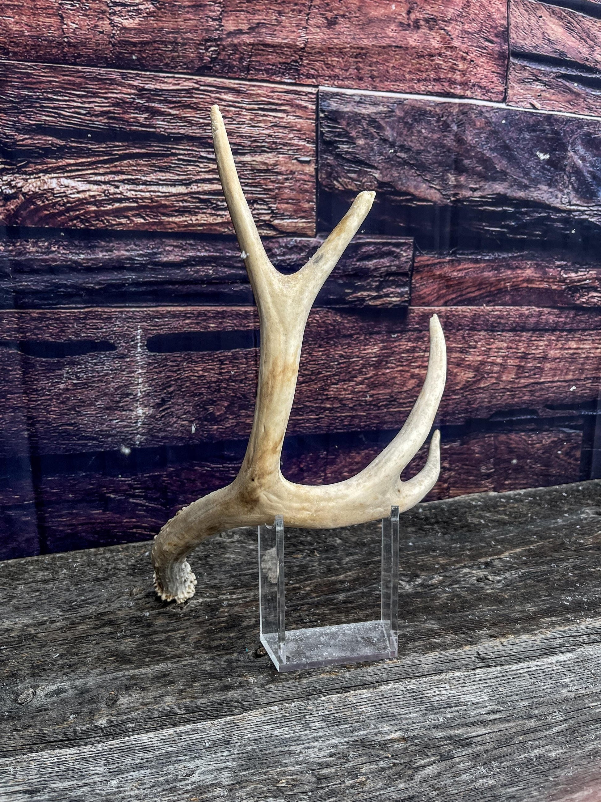 Mule Deer Antler. Decor piece, Table centrepiece, and More.
